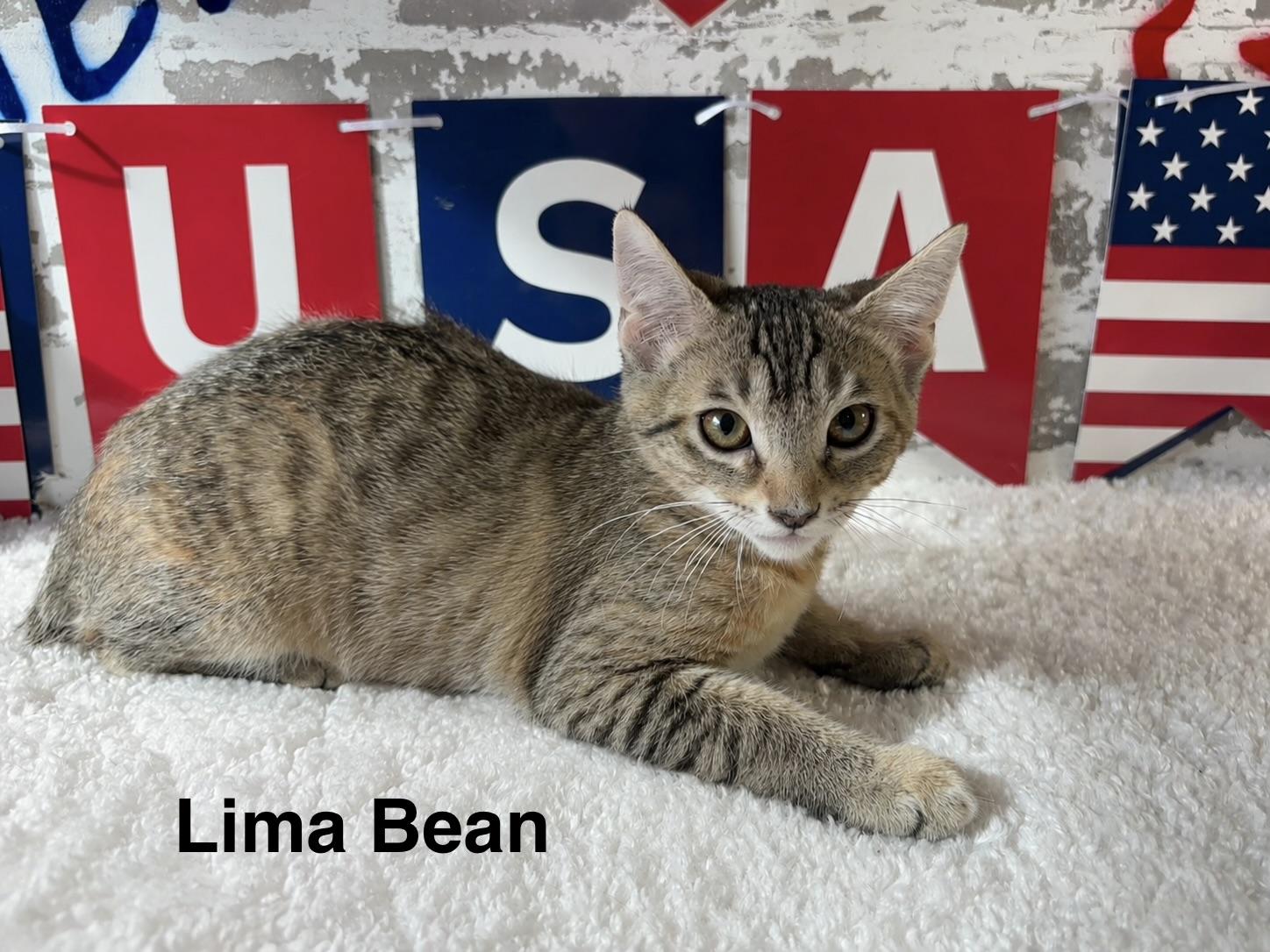 Lima Bean, a ADOPTABLE Domestic Short Hair in queen creek, AZ image 1/3