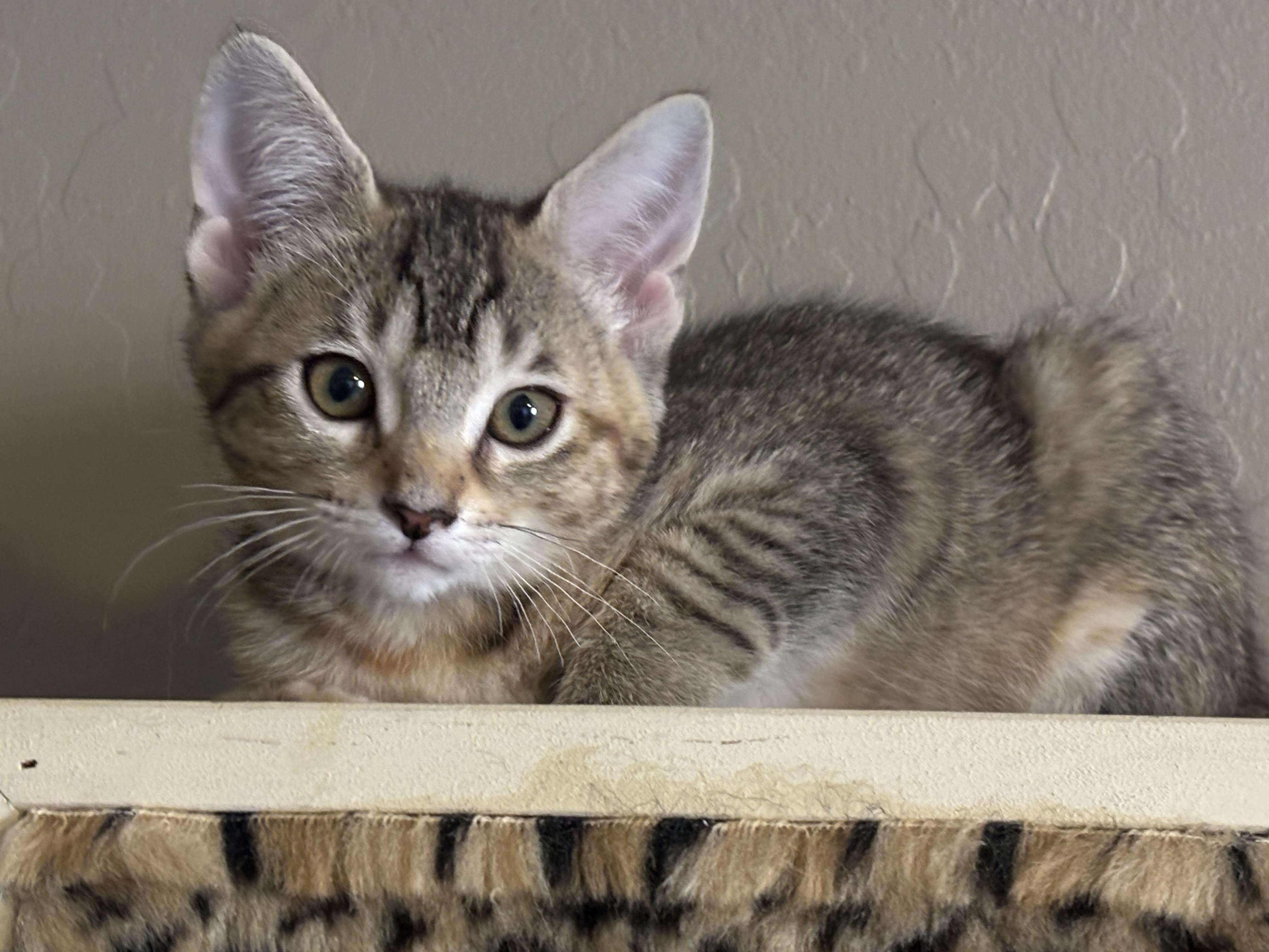 Lima Bean, a ADOPTABLE Domestic Short Hair in queen creek, AZ image 2/3