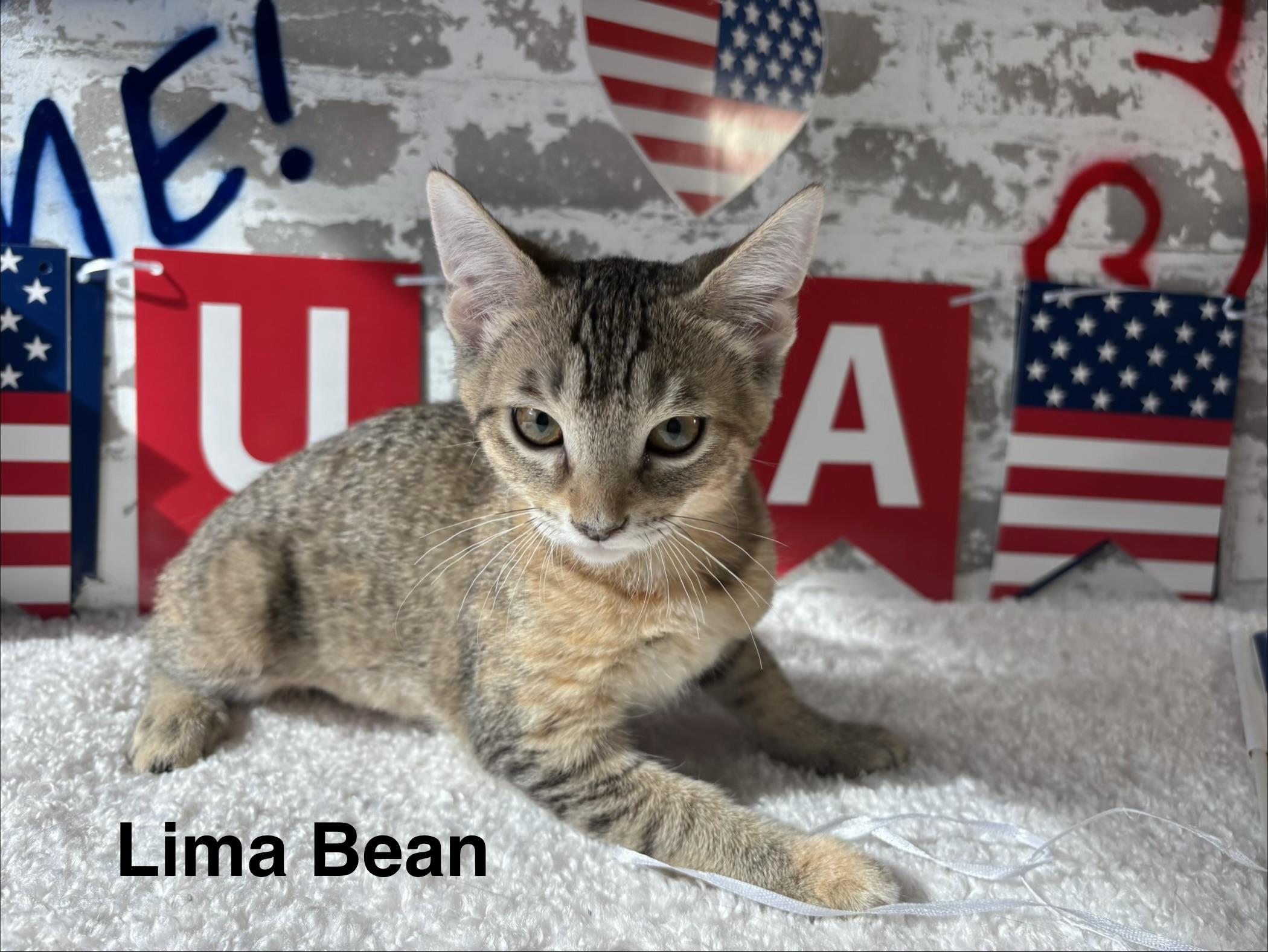 Lima Bean, a ADOPTABLE Domestic Short Hair in queen creek, AZ image 3/3