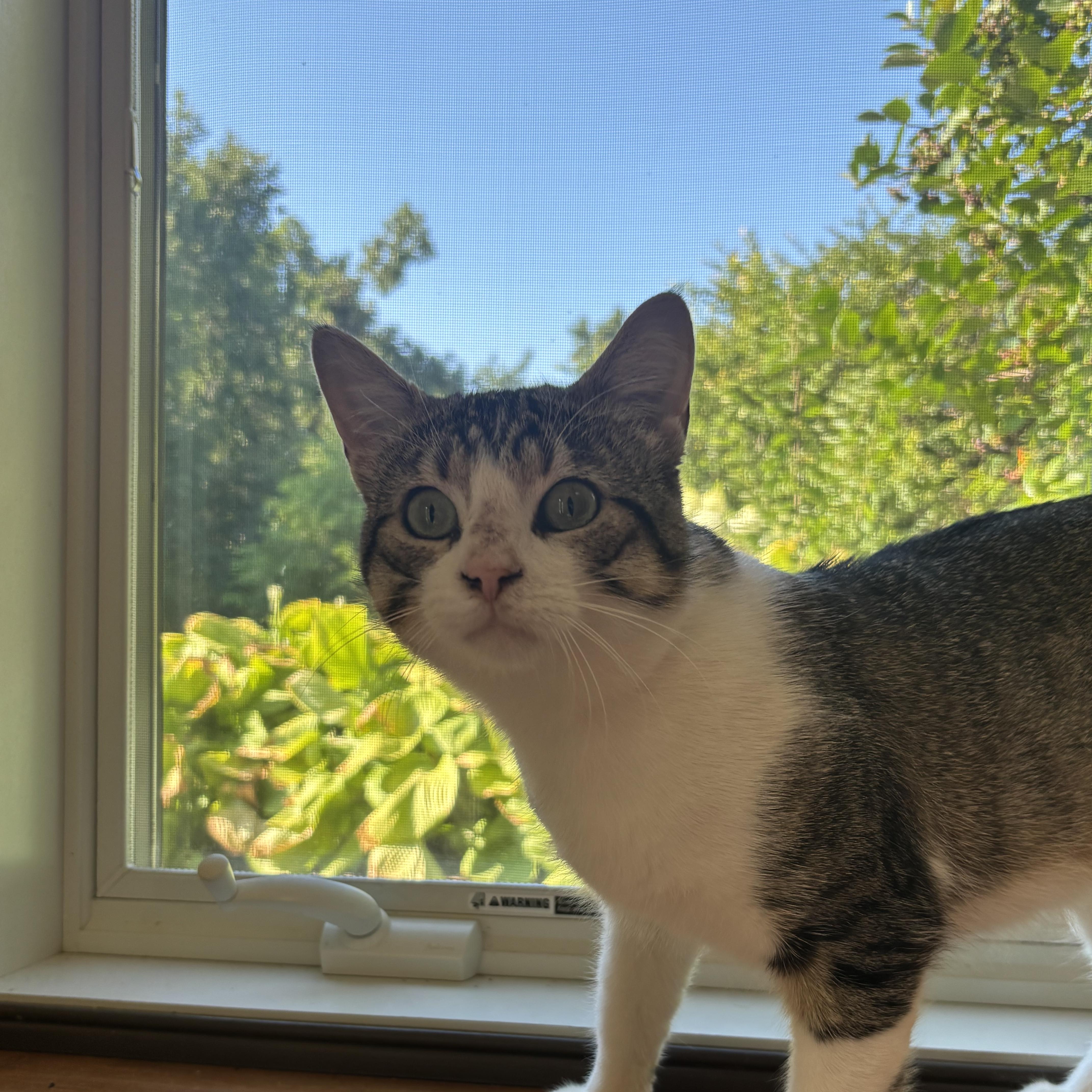 Rocket, an adopted Domestic Short Hair in Stoughton, WI image 6/6