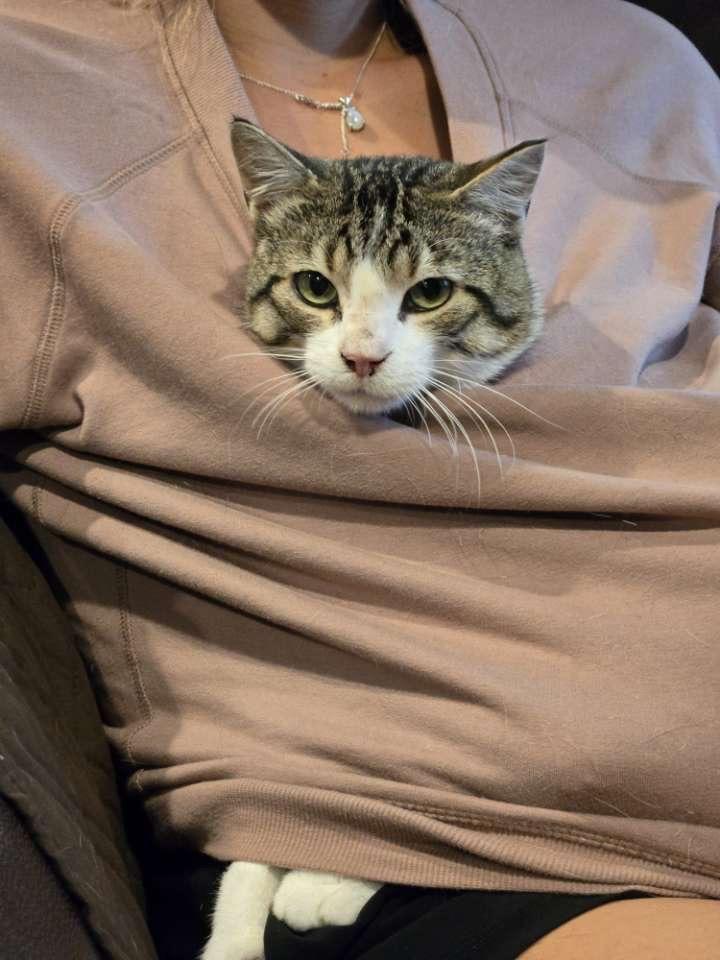 Rocket, an adopted Domestic Short Hair in Stoughton, WI image 4/6
