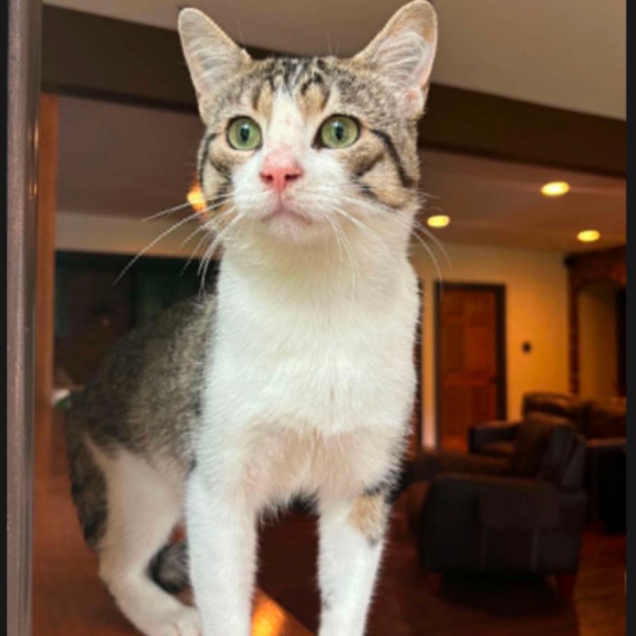 Rocket, an adopted Domestic Short Hair in Stoughton, WI image 2/6