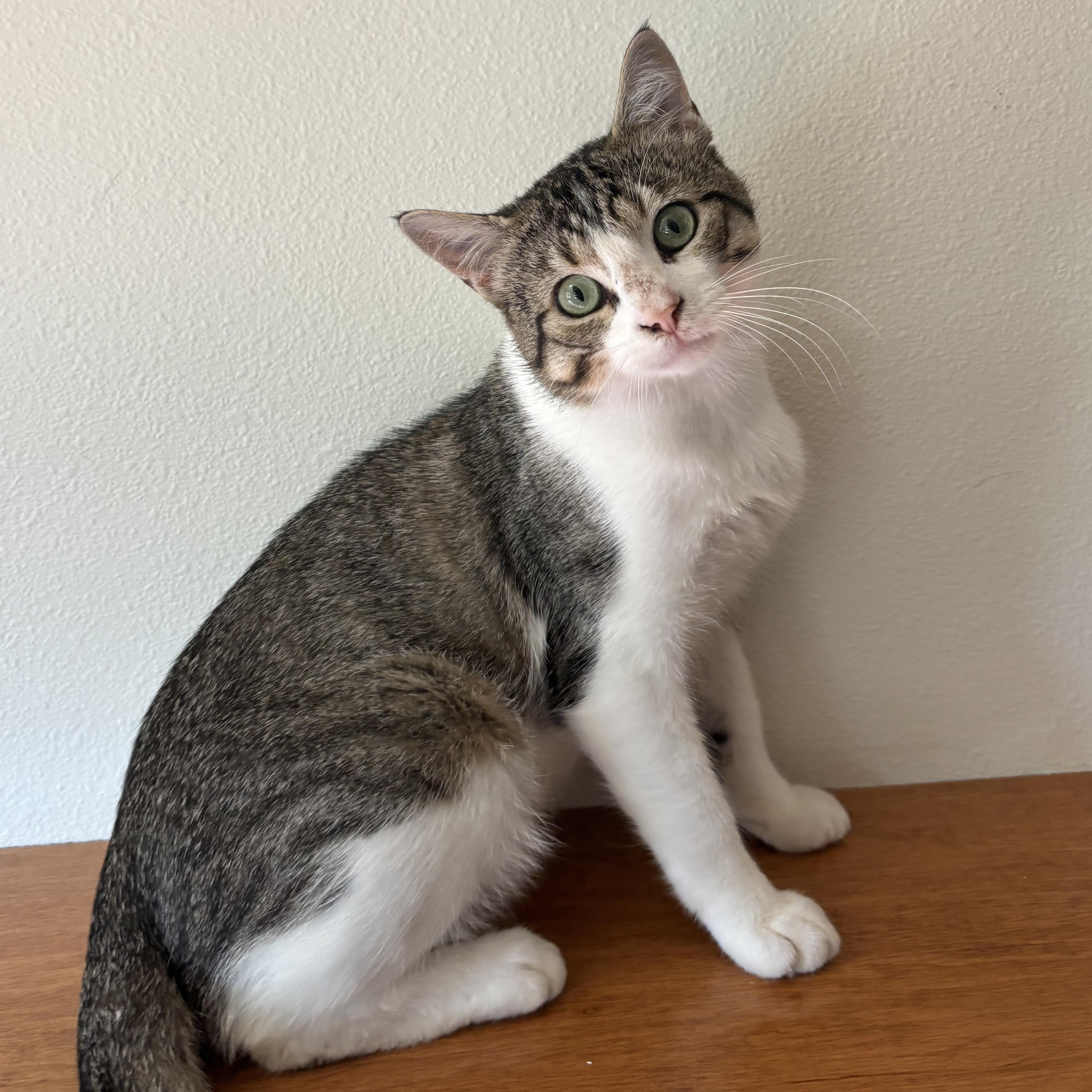 Rocket, adopted, Young Male Domestic Short Hair.