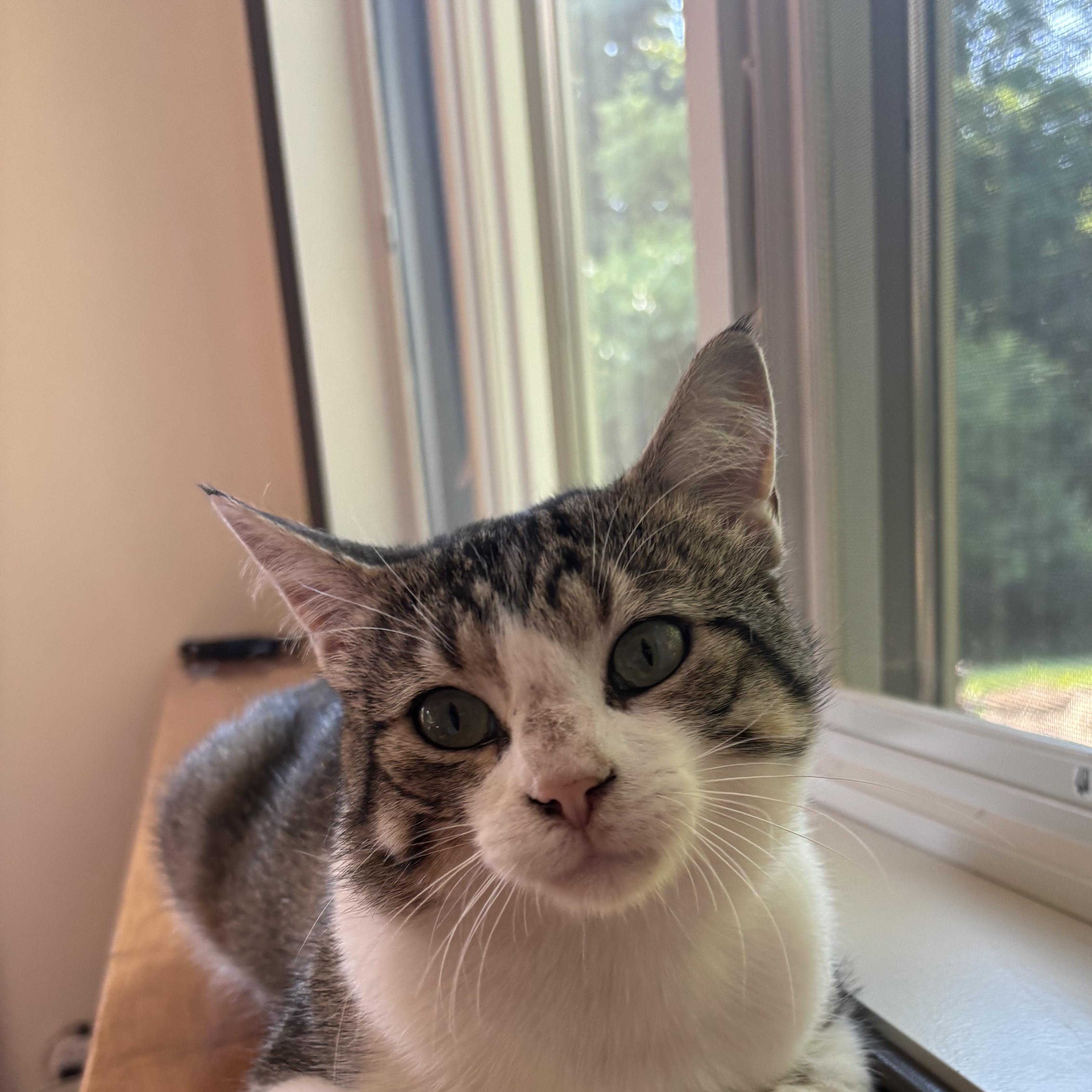 Rocket, an adopted Domestic Short Hair in Stoughton, WI image 3/6
