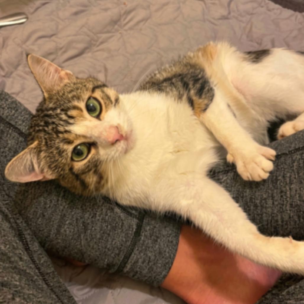 Rocket, an adopted Domestic Short Hair in Stoughton, WI image 5/6