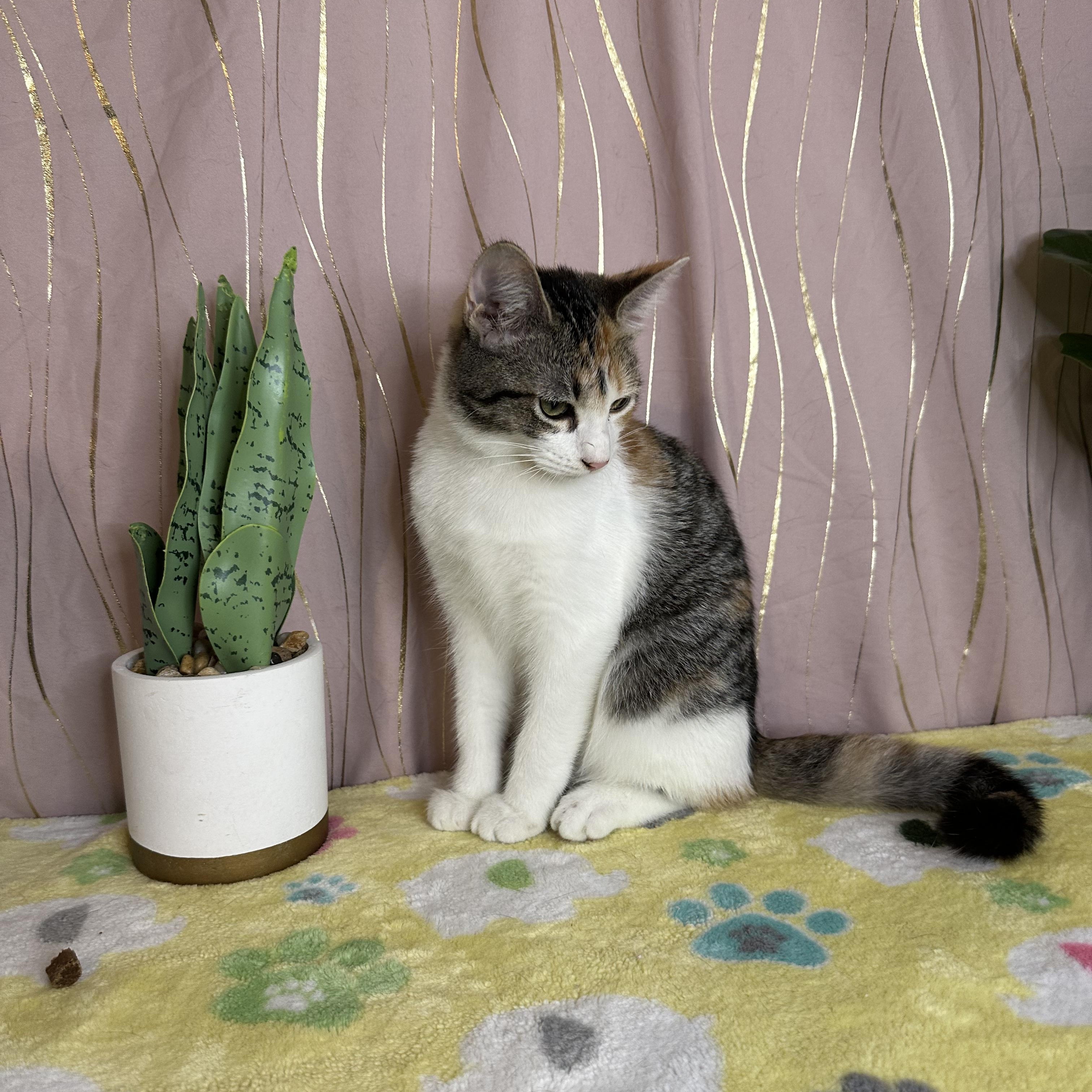 Sorrel — thumbnail 6