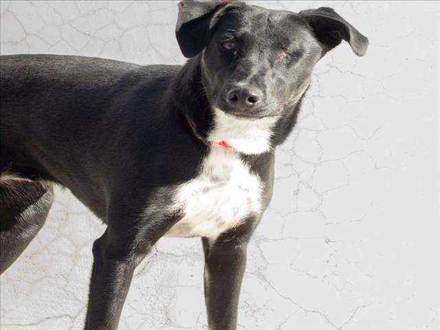 ACLARE, Adoptable, Young Female Doberman Pinscher & Mixed Breed.