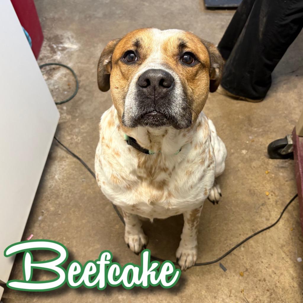 Beefcake, Adoptable, Adult Male Australian Shepherd & Boxer.