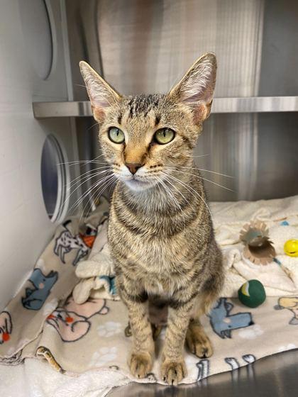 Ziggy Squirrel, Adoptable, Adult Female Domestic Short Hair & Domestic Short Hair.