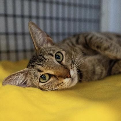 Enlarge Ziggy Squirrel, a Adoptable Domestic Short Hair in Carrollton, TX image 2/3