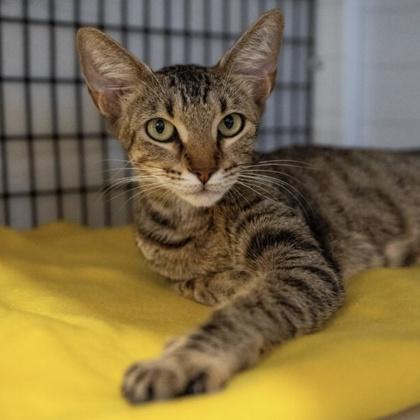 Enlarge Ziggy Squirrel, a Adoptable Domestic Short Hair in Carrollton, TX image 3/3