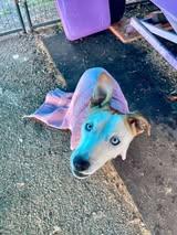 Enlarge Freckles, a Adoptable mixed breed in Crescent city, CA image 3/3