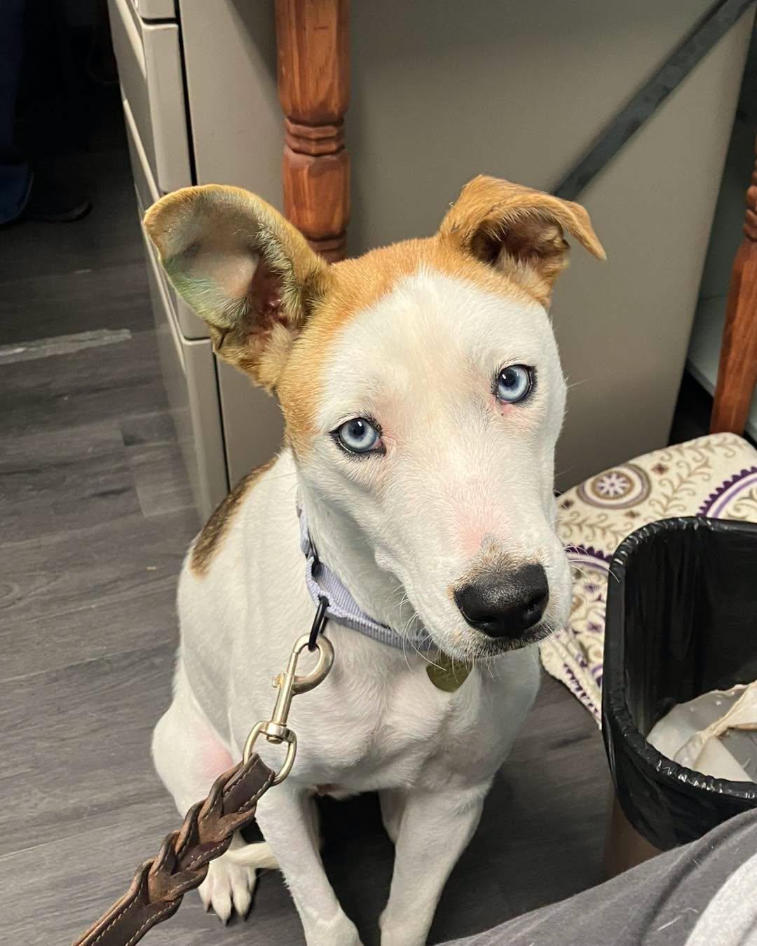 Enlarge Freckles, a Adoptable mixed breed in Crescent city, CA image 1/3