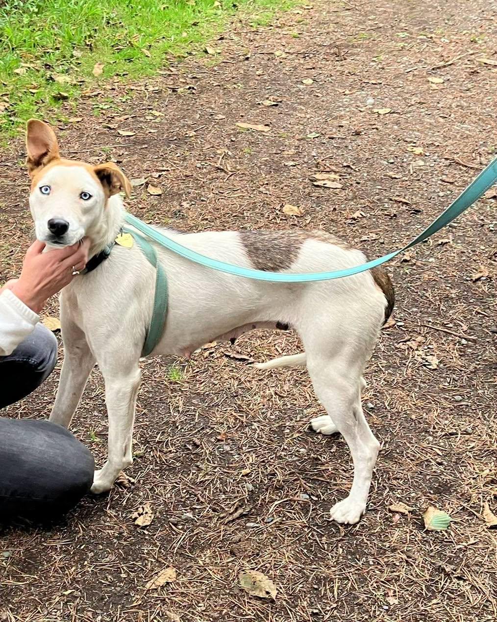 Enlarge Freckles, a Adoptable mixed breed in Crescent city, CA image 2/3