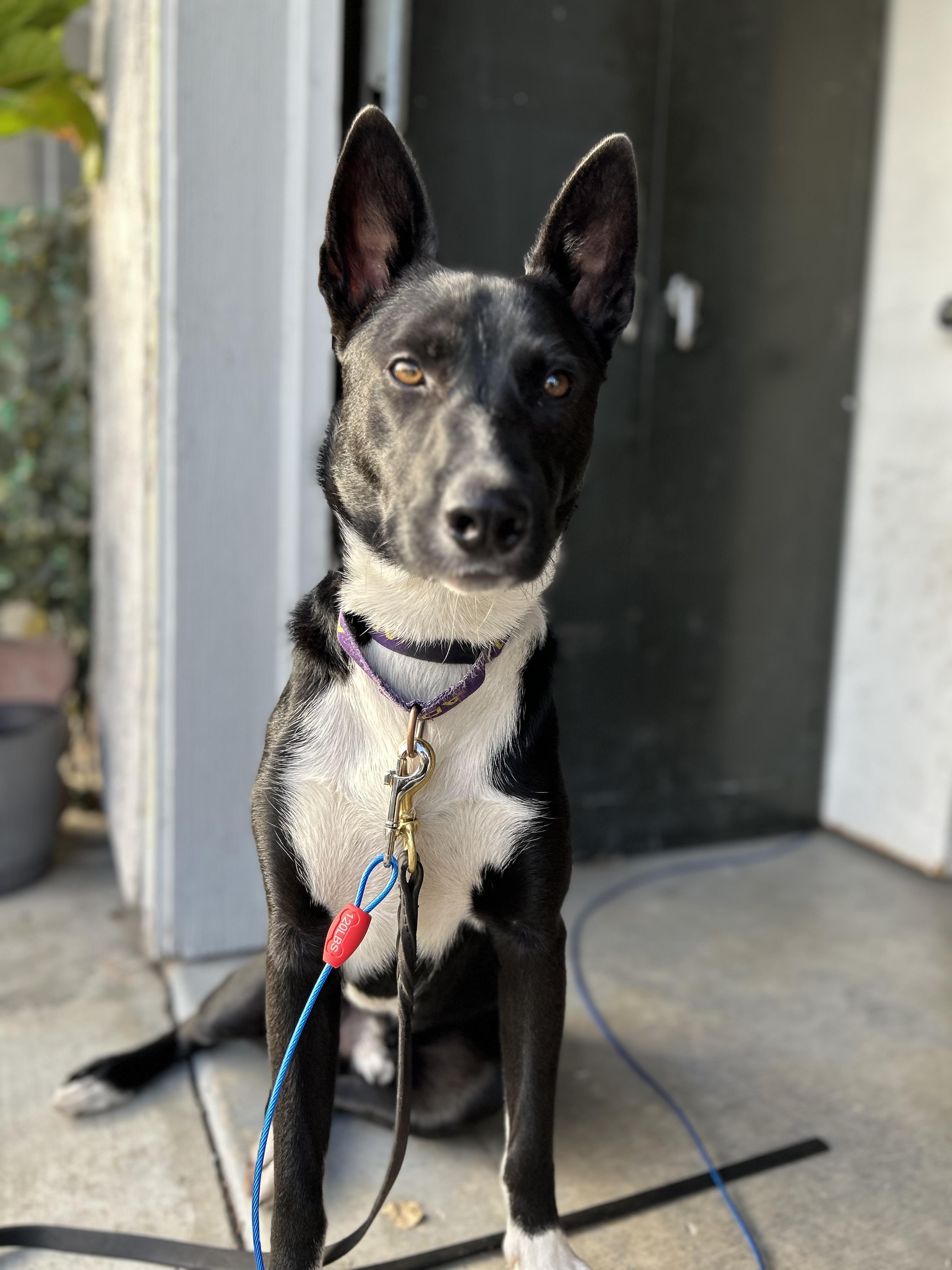 Banjo Kazooie, a Adoptable mixed breed in Tracy, CA image 1/6