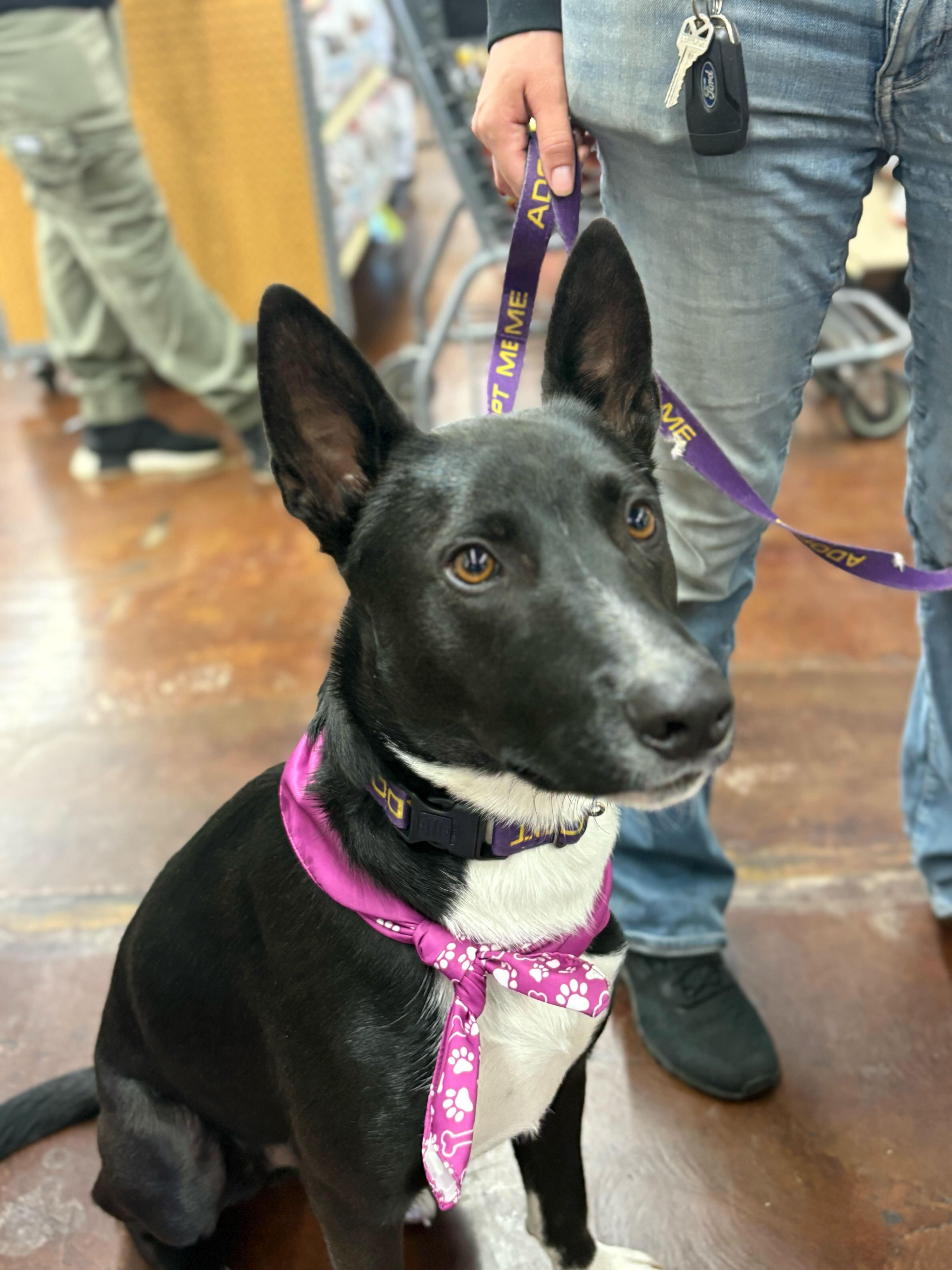 Banjo Kazooie, a Adoptable mixed breed in Tracy, CA image 2/6