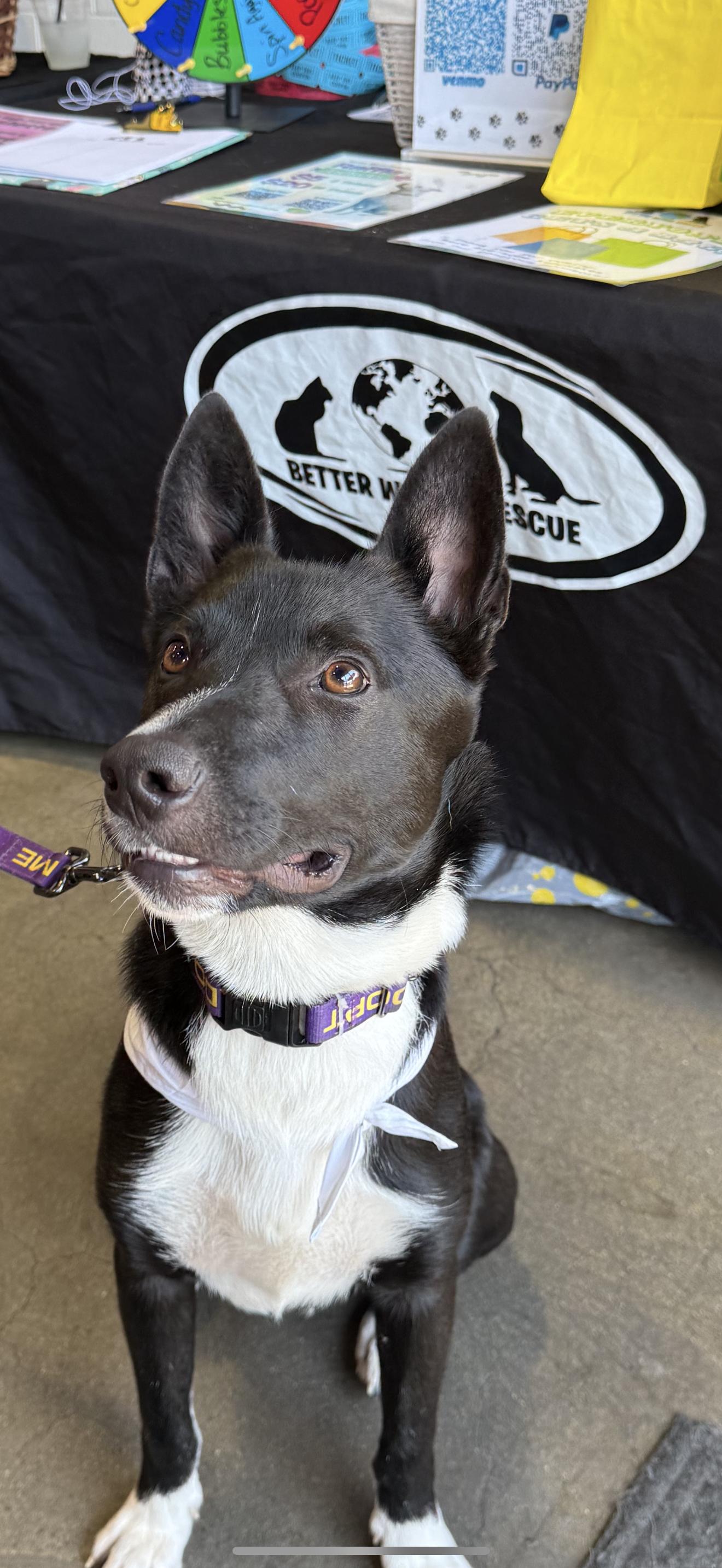 Enlarge Banjo Kazooie, a Adoptable mixed breed in Tracy, CA image 3/6