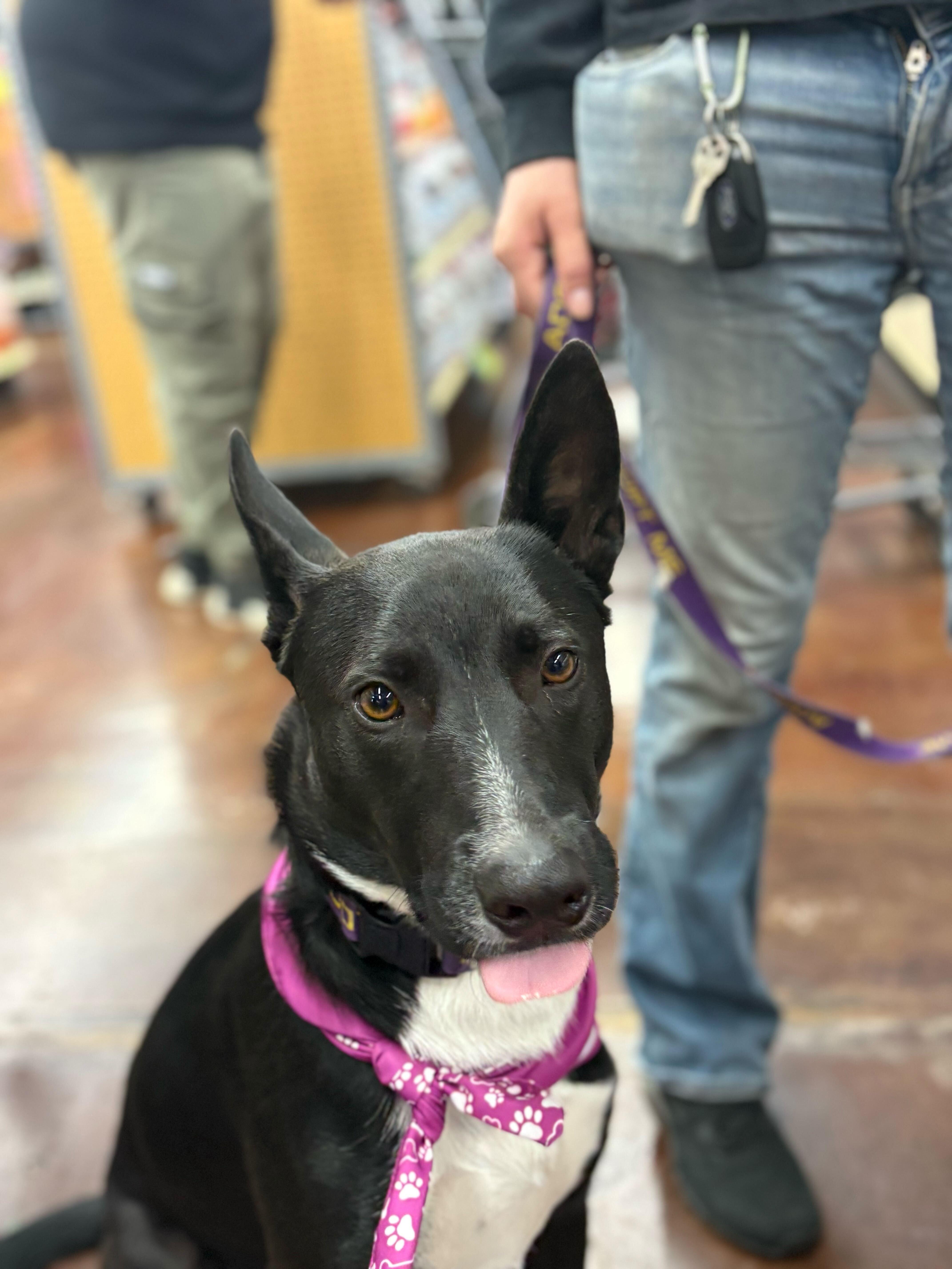 Banjo Kazooie, a Adoptable mixed breed in Tracy, CA image 3/6