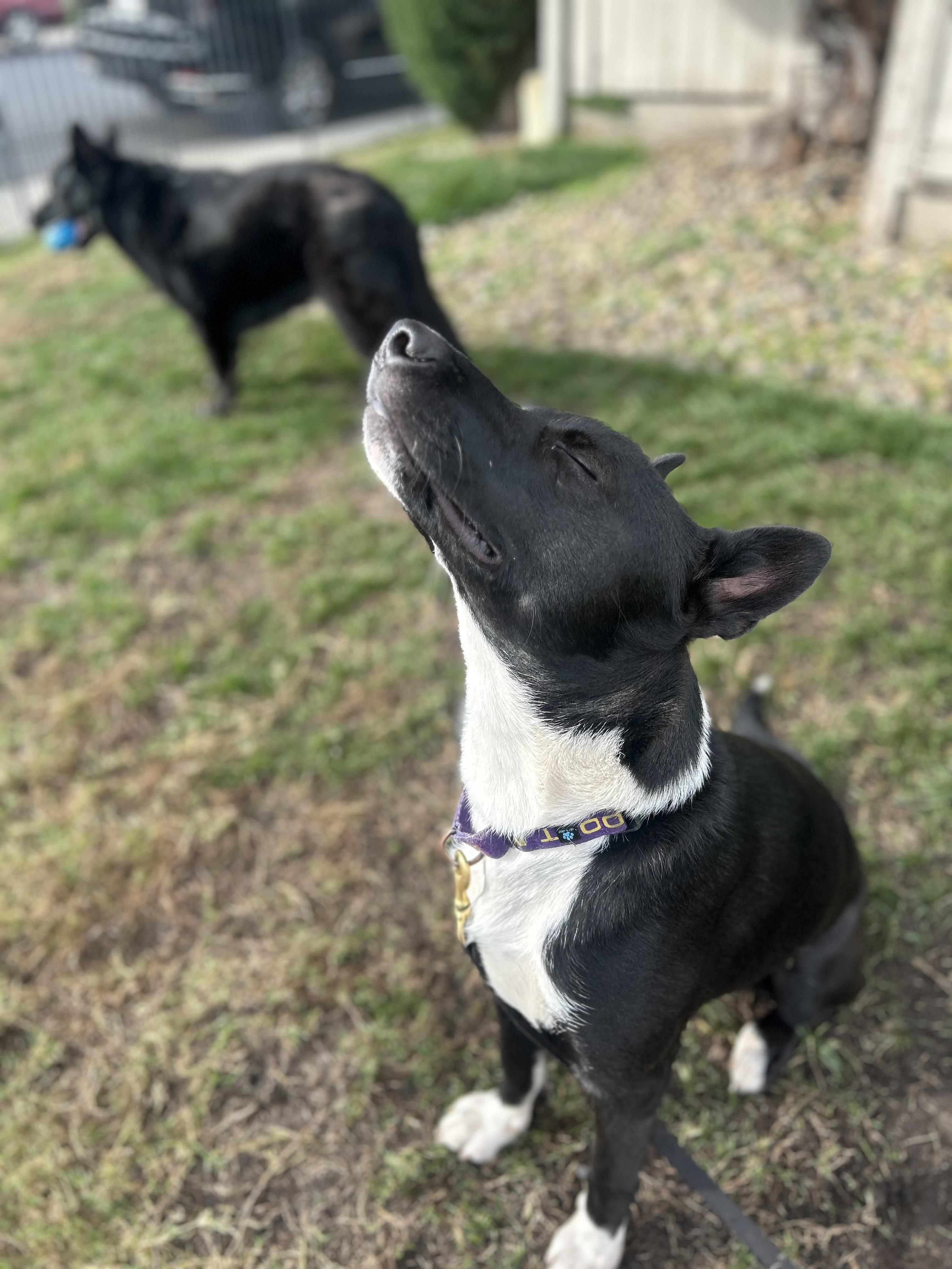 Banjo Kazooie, a Adoptable mixed breed in Tracy, CA image 4/6