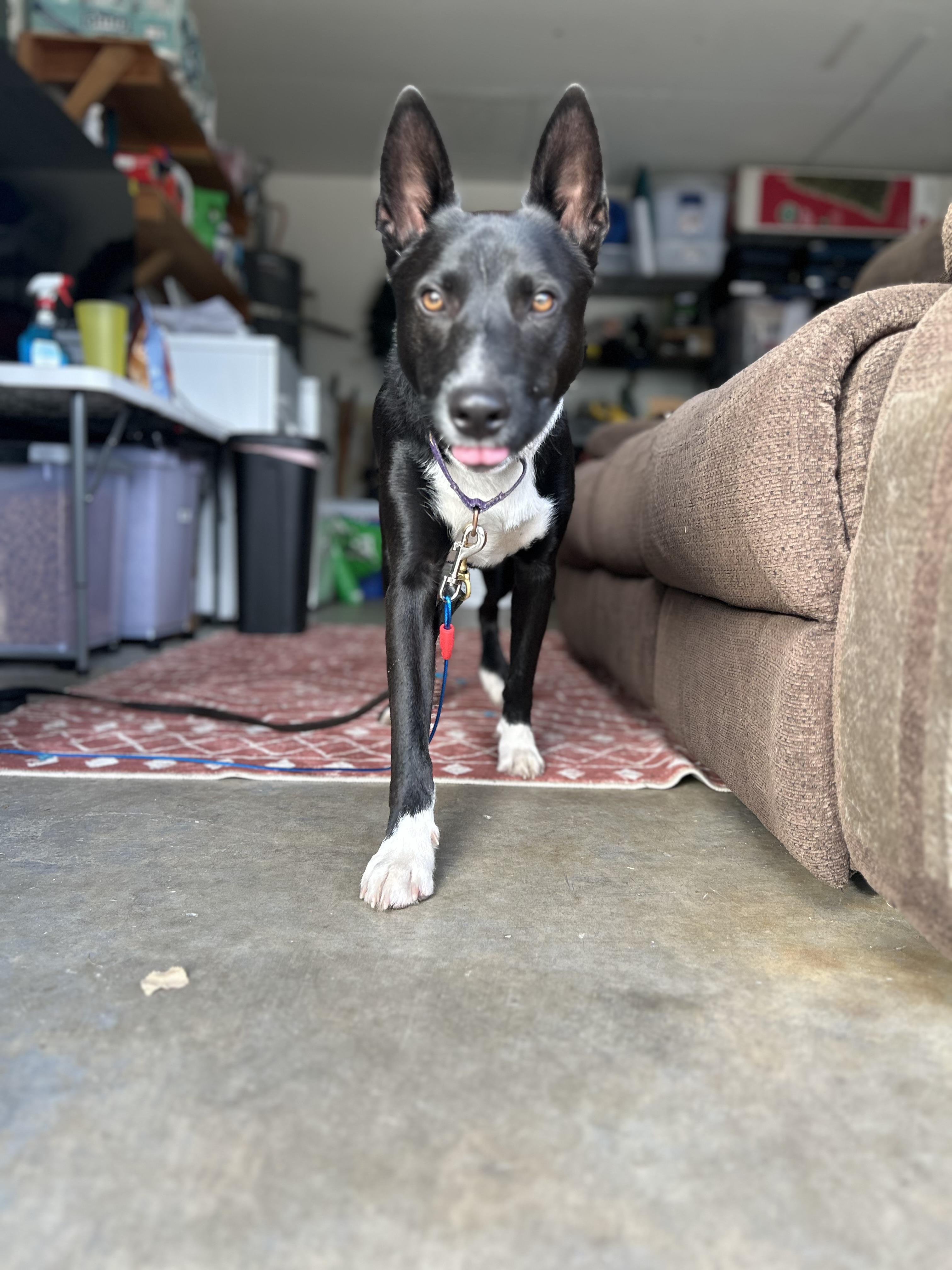 Banjo Kazooie, a Adoptable mixed breed in Tracy, CA image 6/6