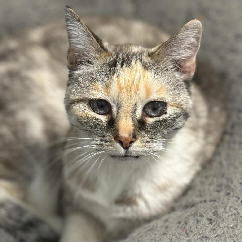 Kitty Kitty, Adoptable, Senior Female Siamese.