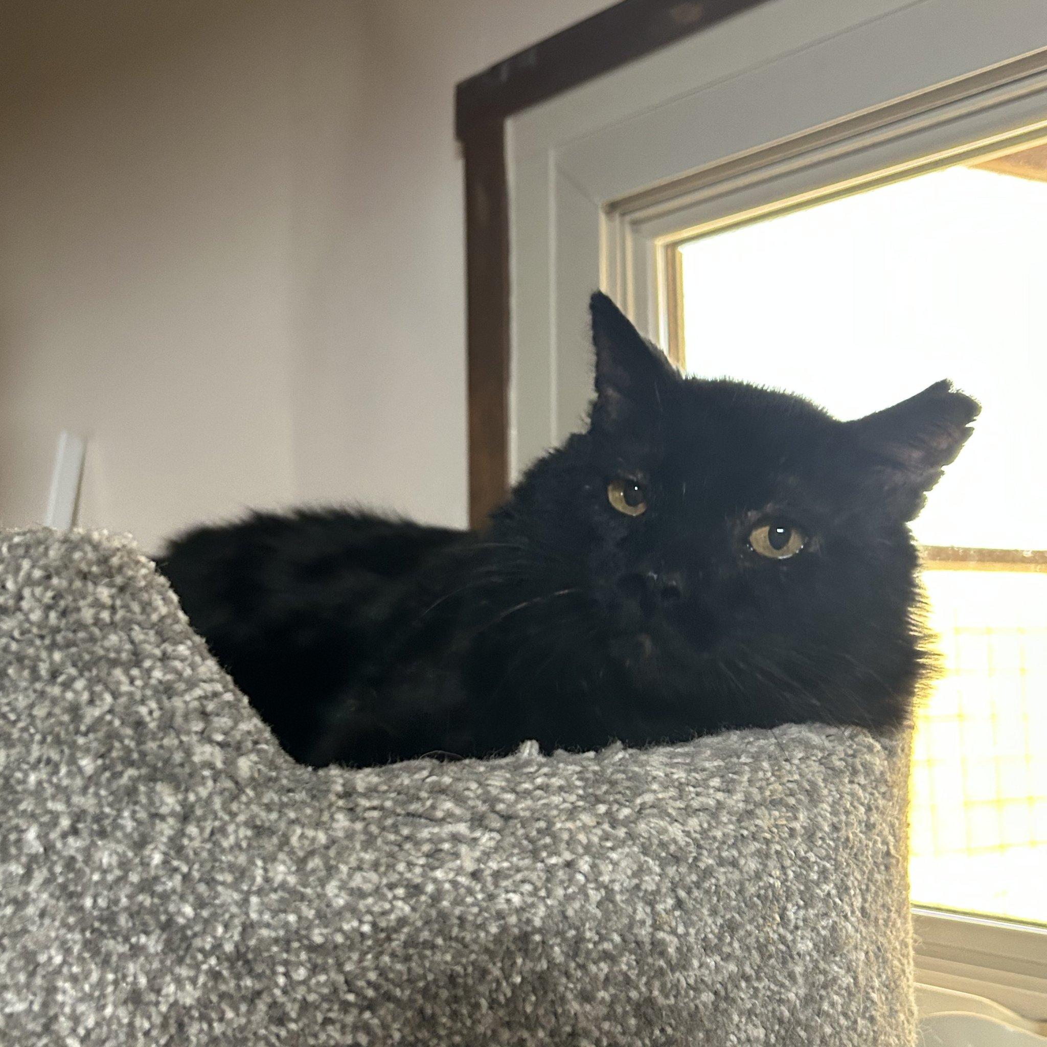 Enlarge Filbert [and Jem], a Adoptable mixed breed in Santa Fe, NM image 2/2