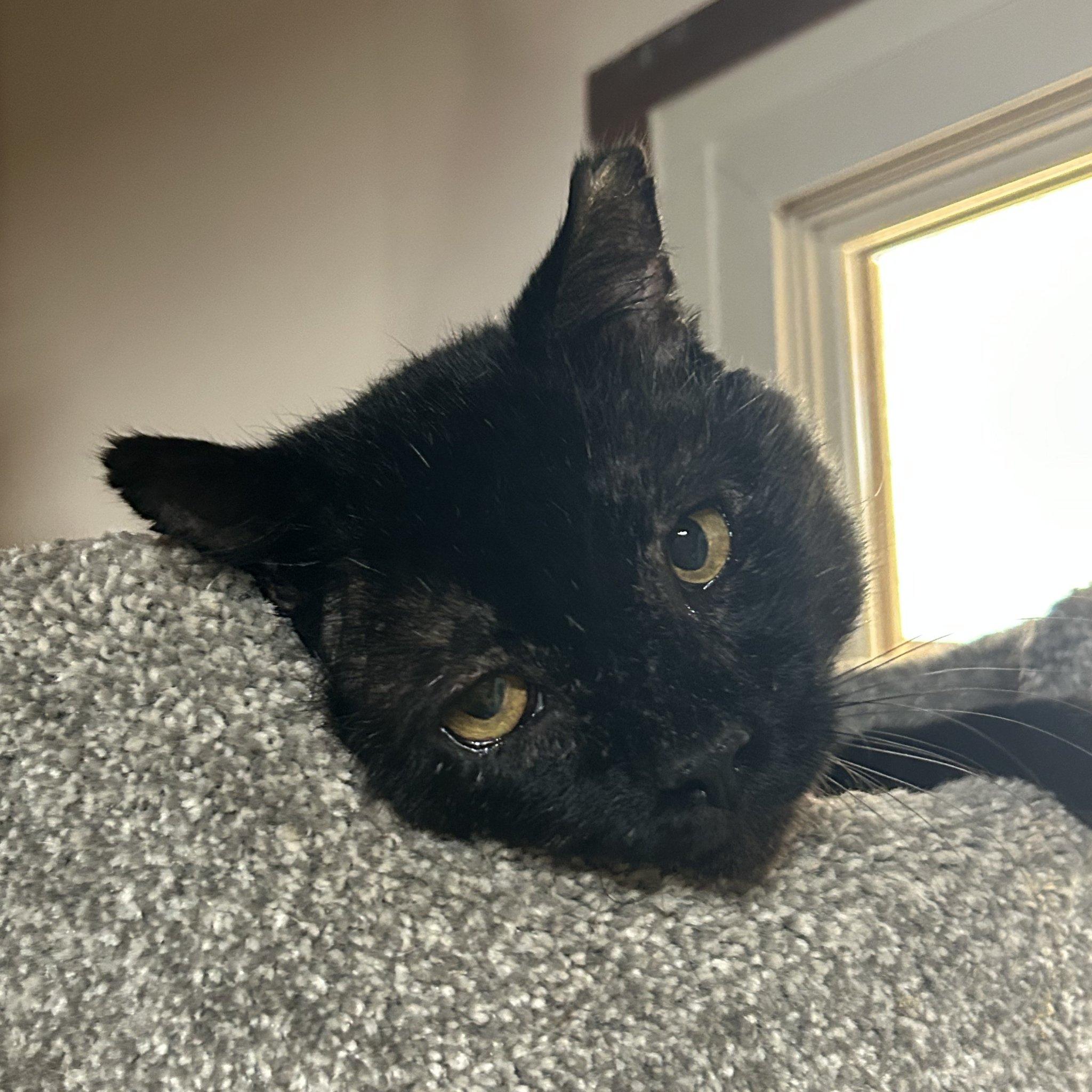 Filbert [and Jem], Adoptable, Adult Male Domestic Short Hair.