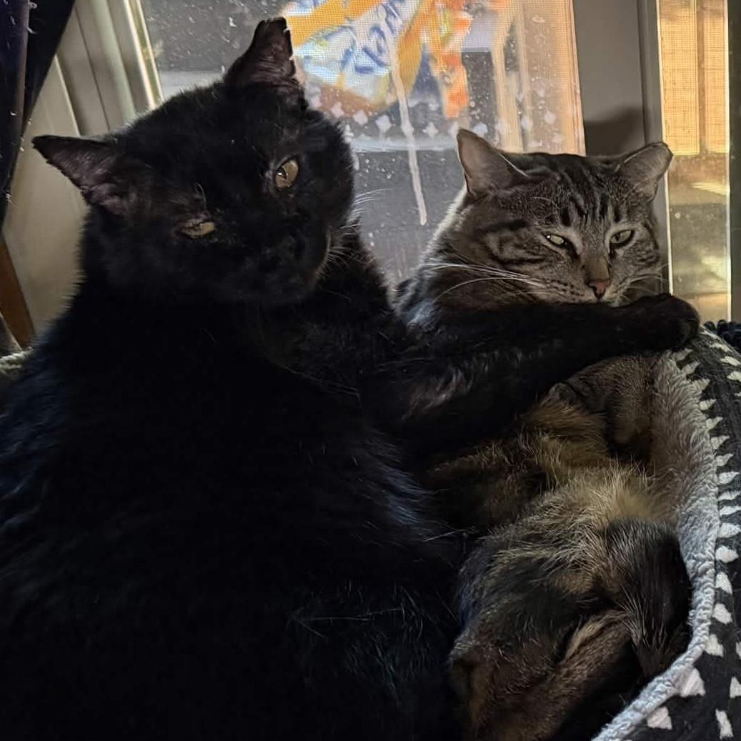 Enlarge Filbert [and Jem], a Adoptable mixed breed in Santa Fe, NM image 2/3