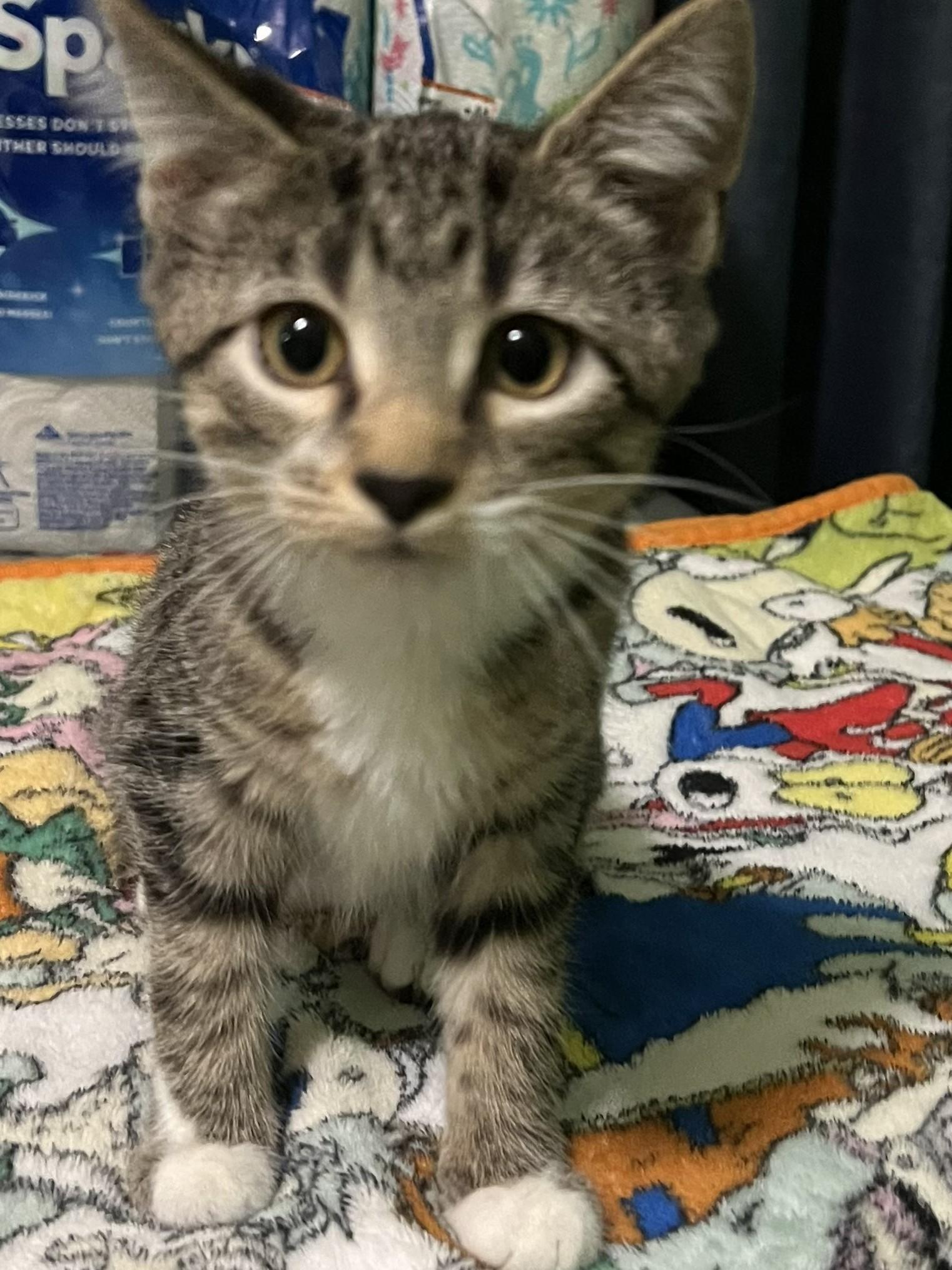 ARABELLA, a ADOPTABLE Domestic Short Hair in Chicago Ridge, IL image 2/2