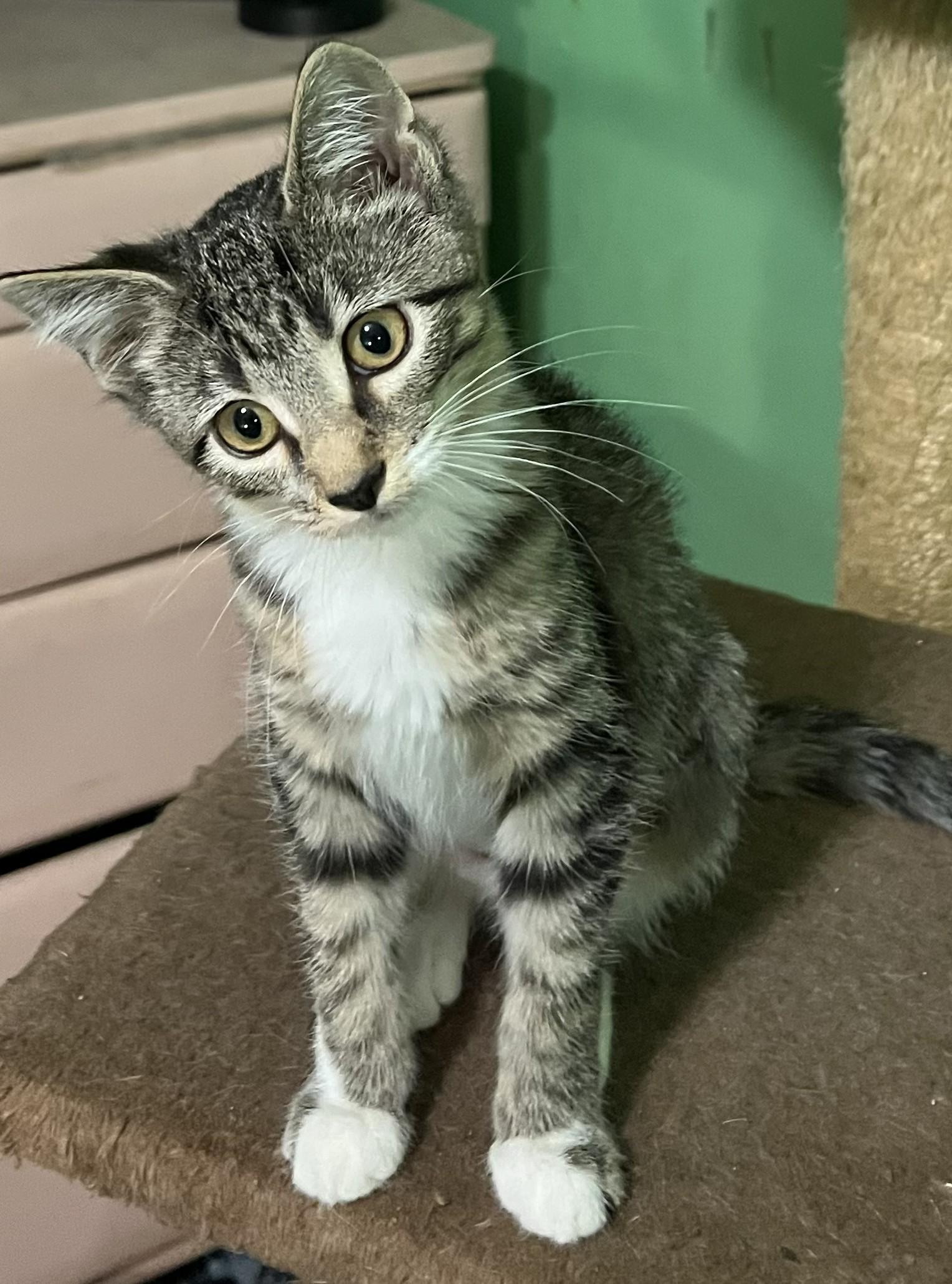 ARABELLA, ADOPTABLE, Young Female Domestic Short Hair.
