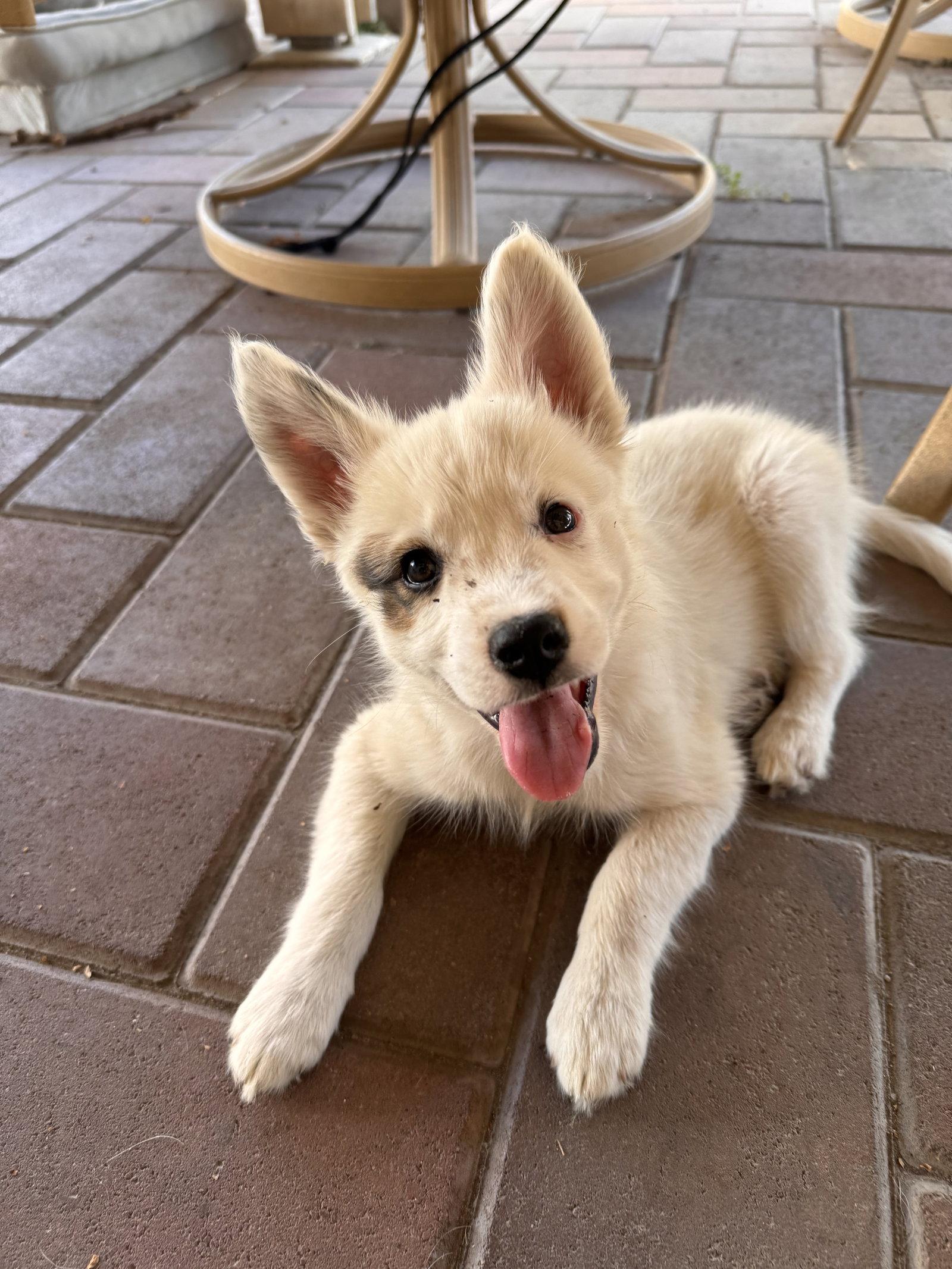 Cookie Dough, Adopted, Puppy Female Siberian Husky.