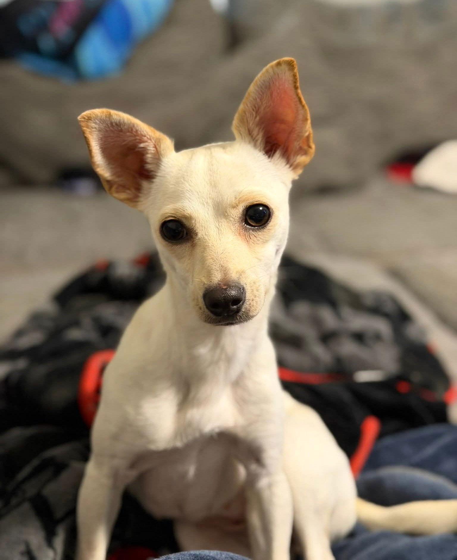 Enlarge Paisley, a Adoptable Chihuahua in Arlington, VA image 1/3