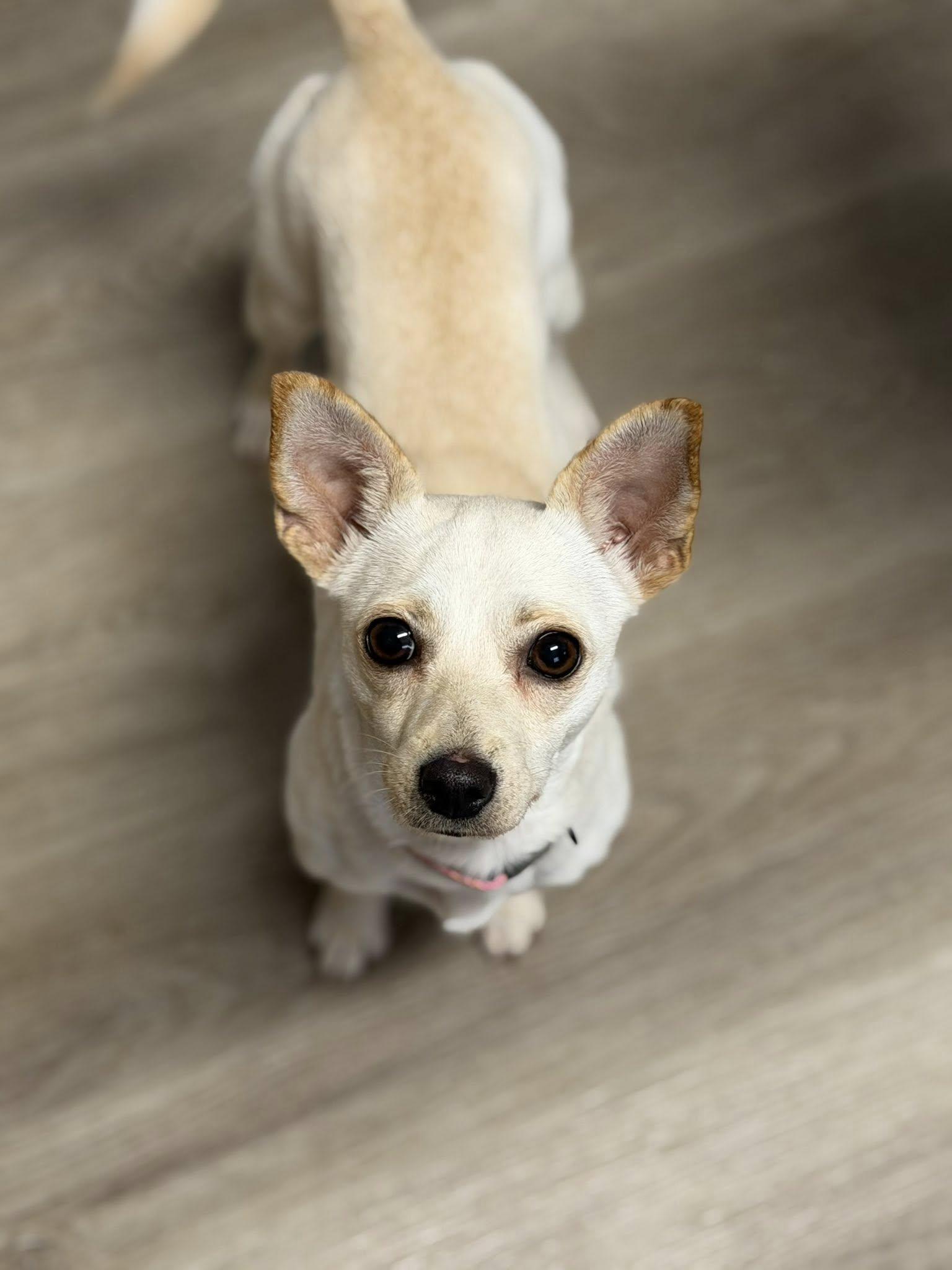 Enlarge Paisley, a Adoptable Chihuahua in Arlington, VA image 2/3