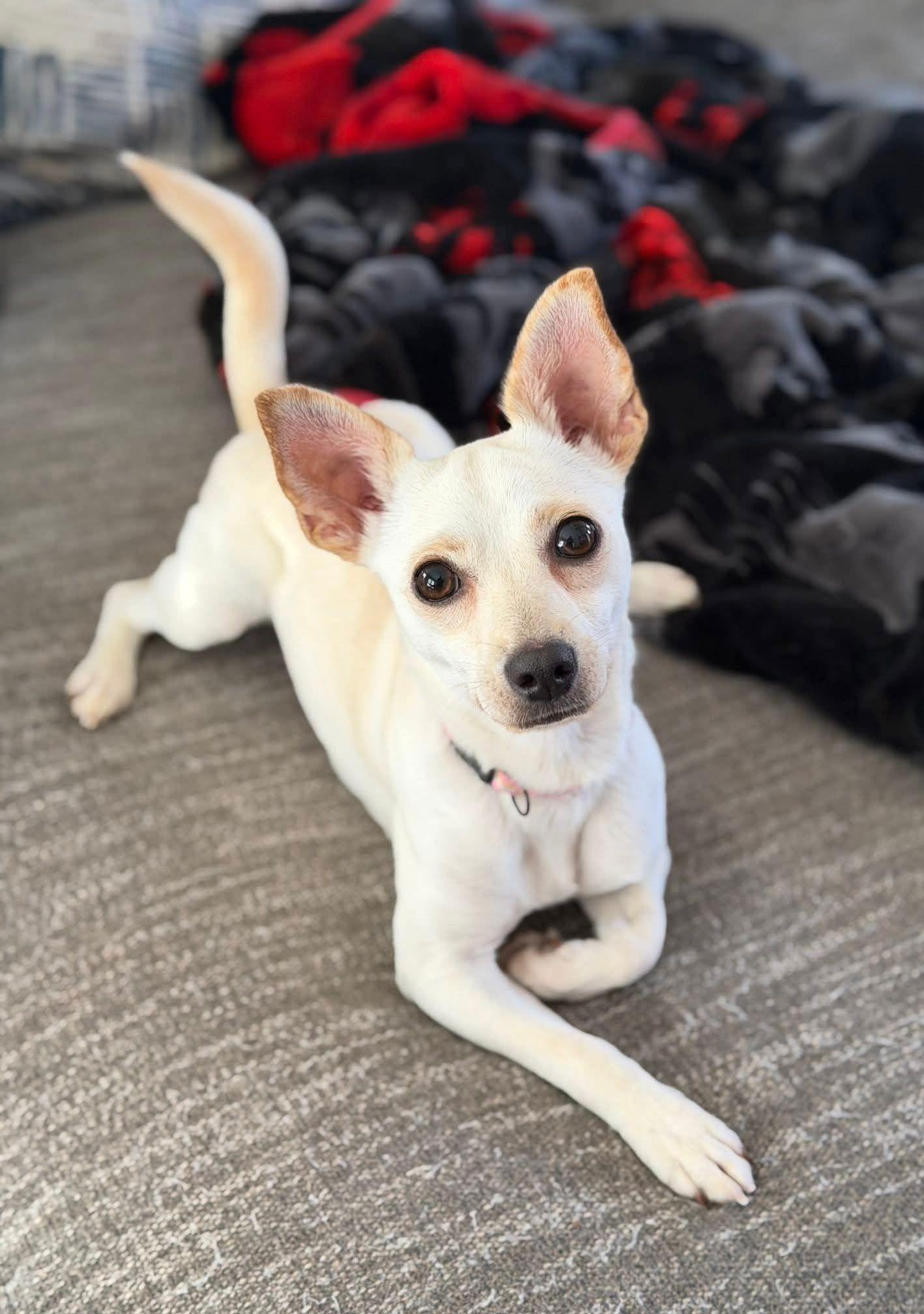 Enlarge Paisley, a Adoptable Chihuahua in Arlington, VA image 3/3