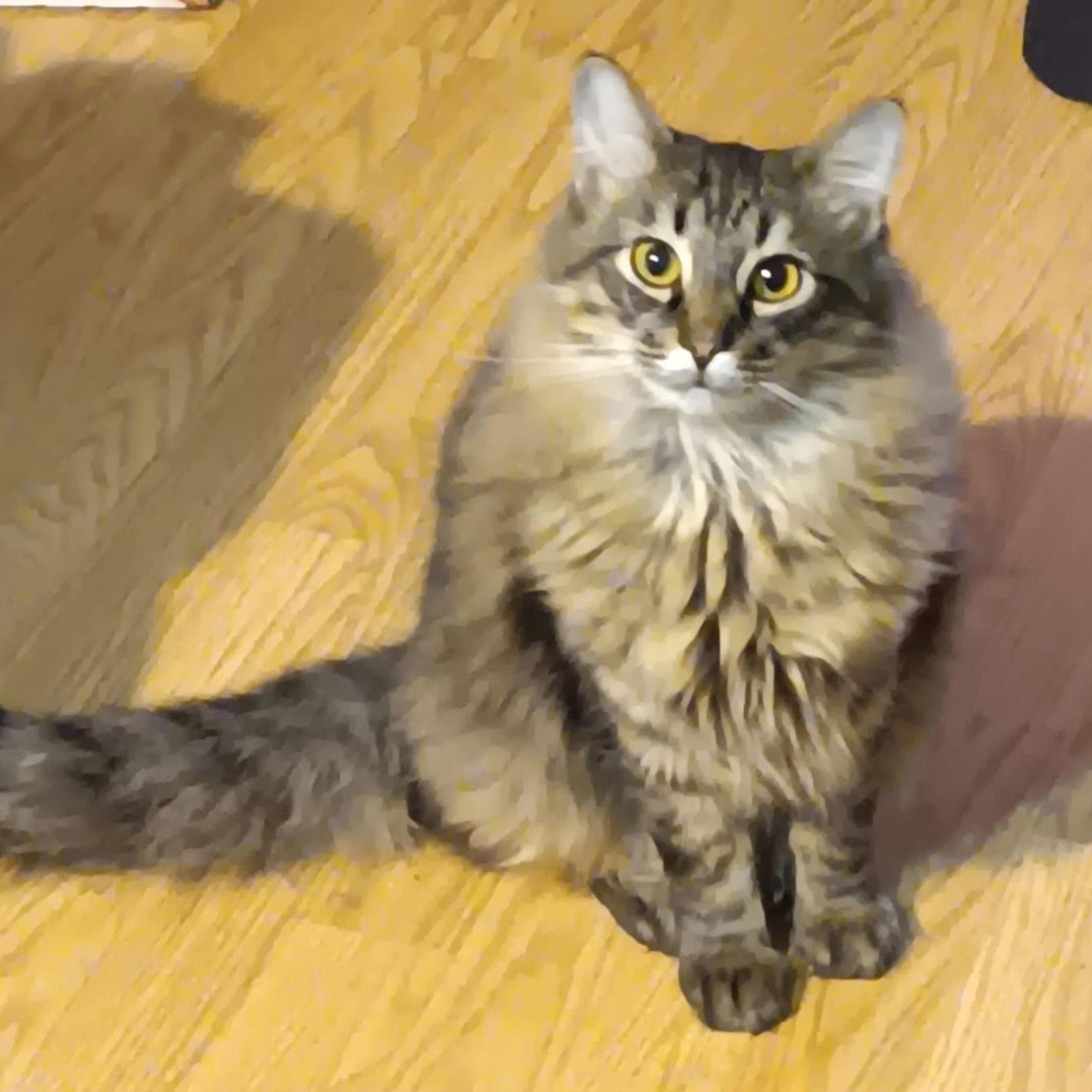 DART (How to train your dragon litter), Adoptable, Young Male Domestic Medium Hair.