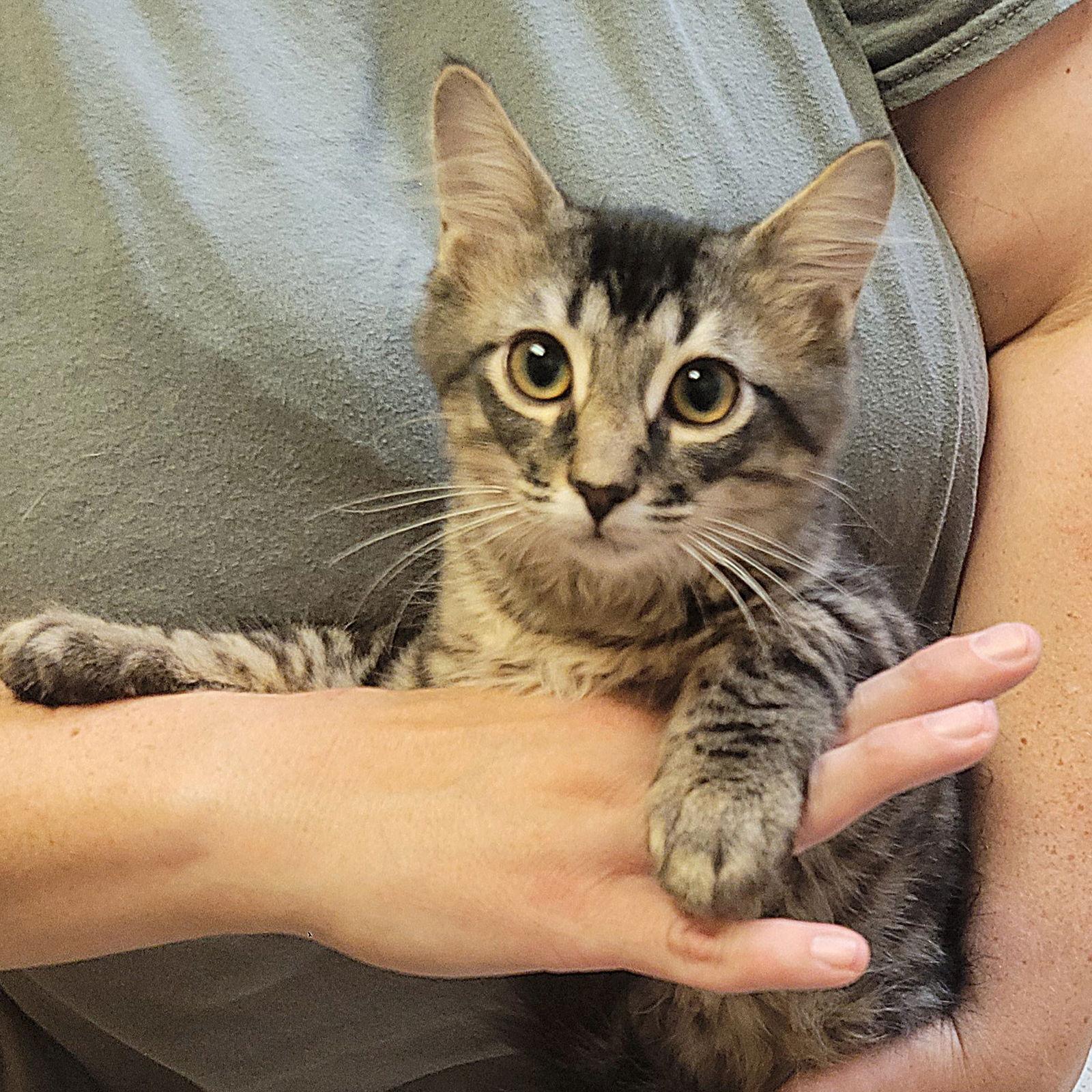 DART (How to train your dragon litter), Adoptable, Kitten Male Domestic Medium Hair.