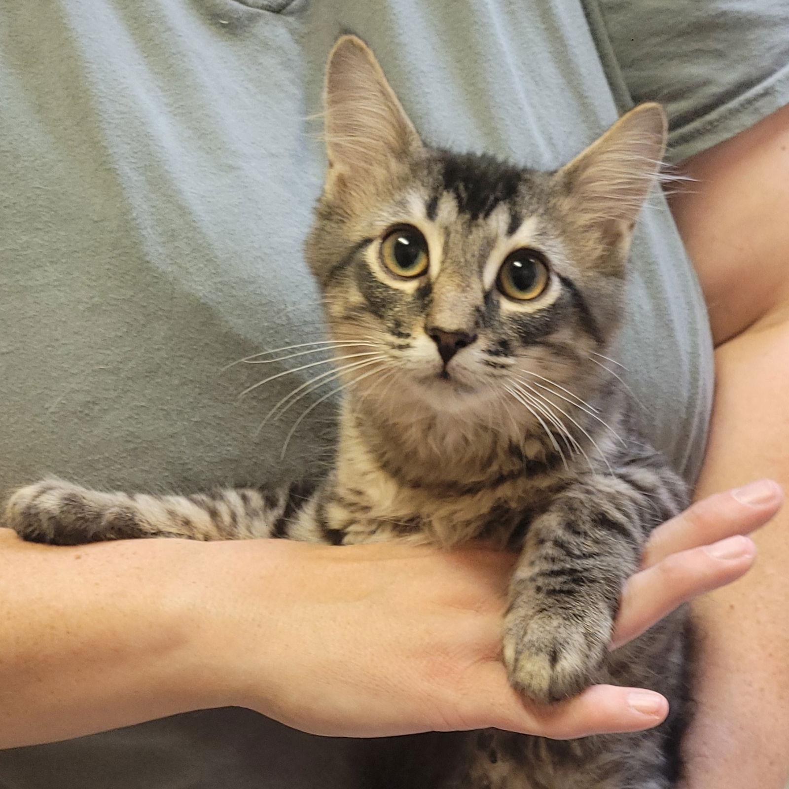 Enlarge DART (How to train your dragon litter), a Adoptable Domestic Medium Hair in Akron, OH image 2/3