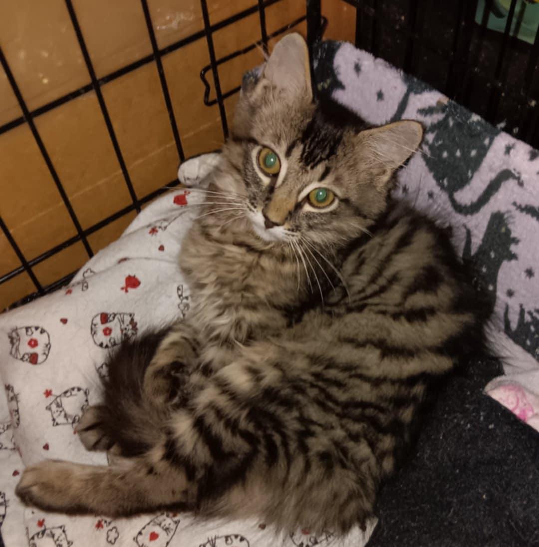 Enlarge DART (How to train your dragon litter), a Adoptable Domestic Medium Hair in Akron, OH image 3/3