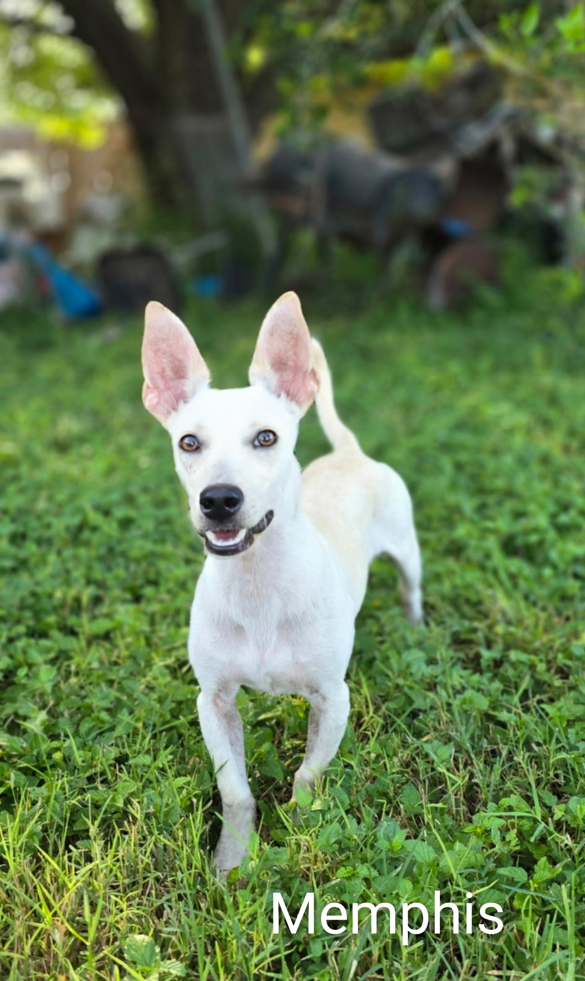 Memphis, an adopted mixed breed in Fredericksburg, VA image 5/5