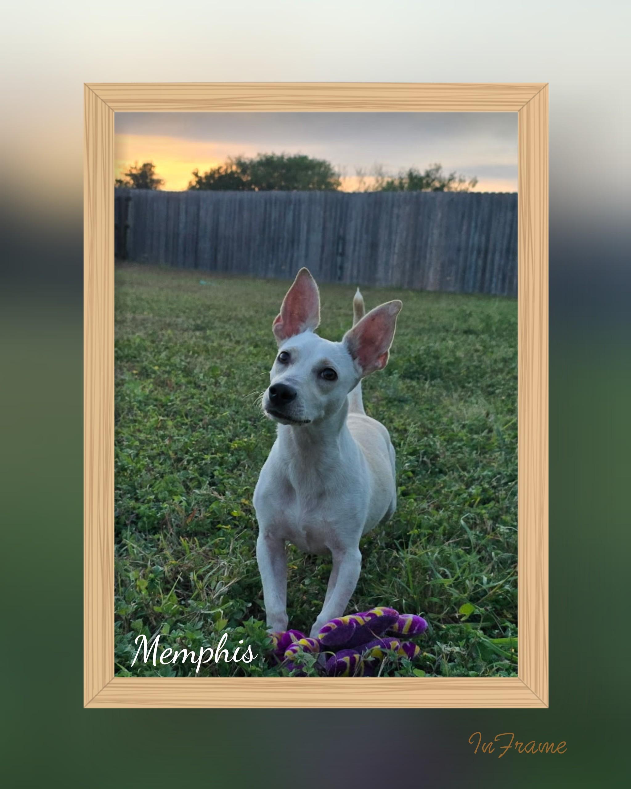 Memphis, an adopted mixed breed in Fredericksburg, VA image 2/5