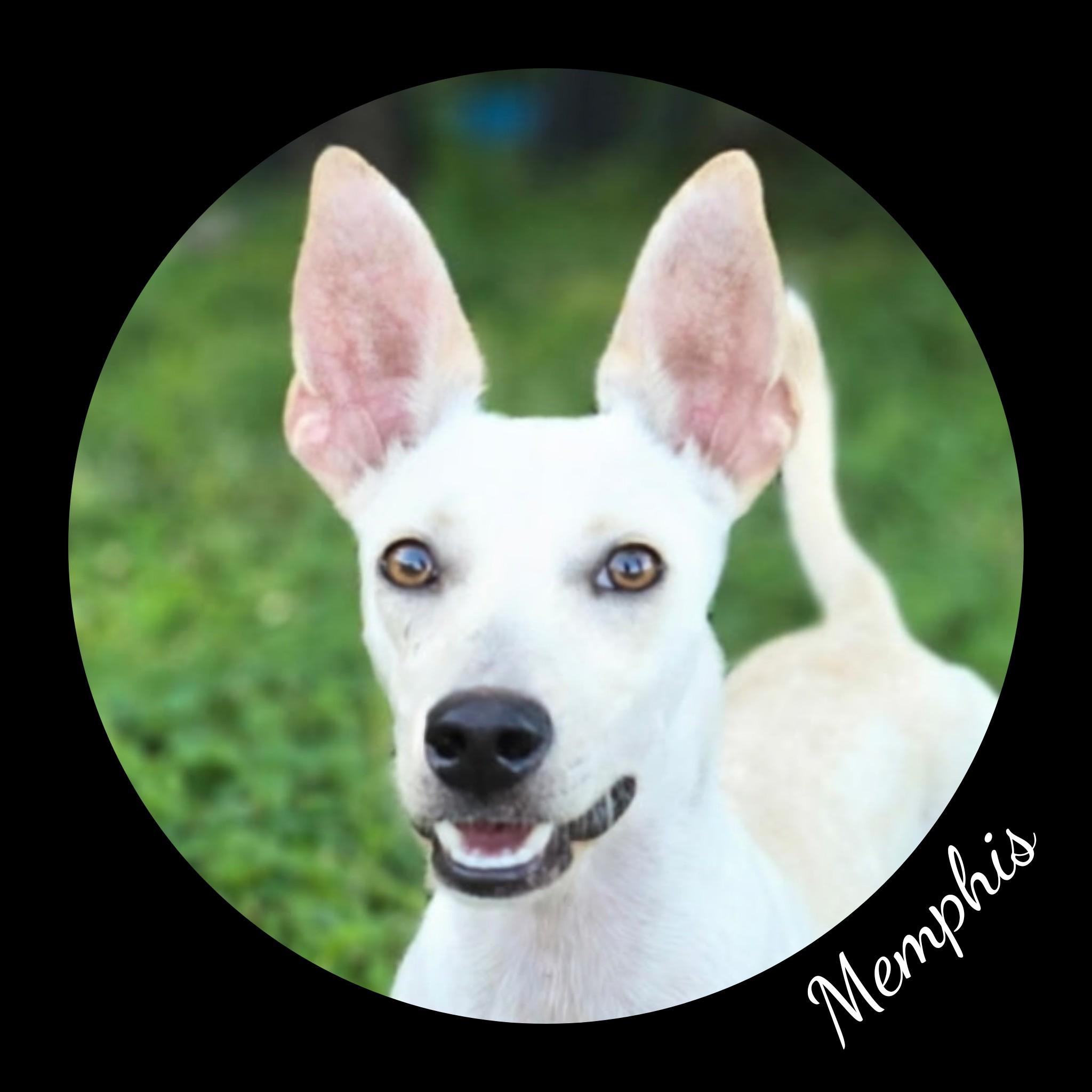 Memphis, adopted, Young Male Rat Terrier.