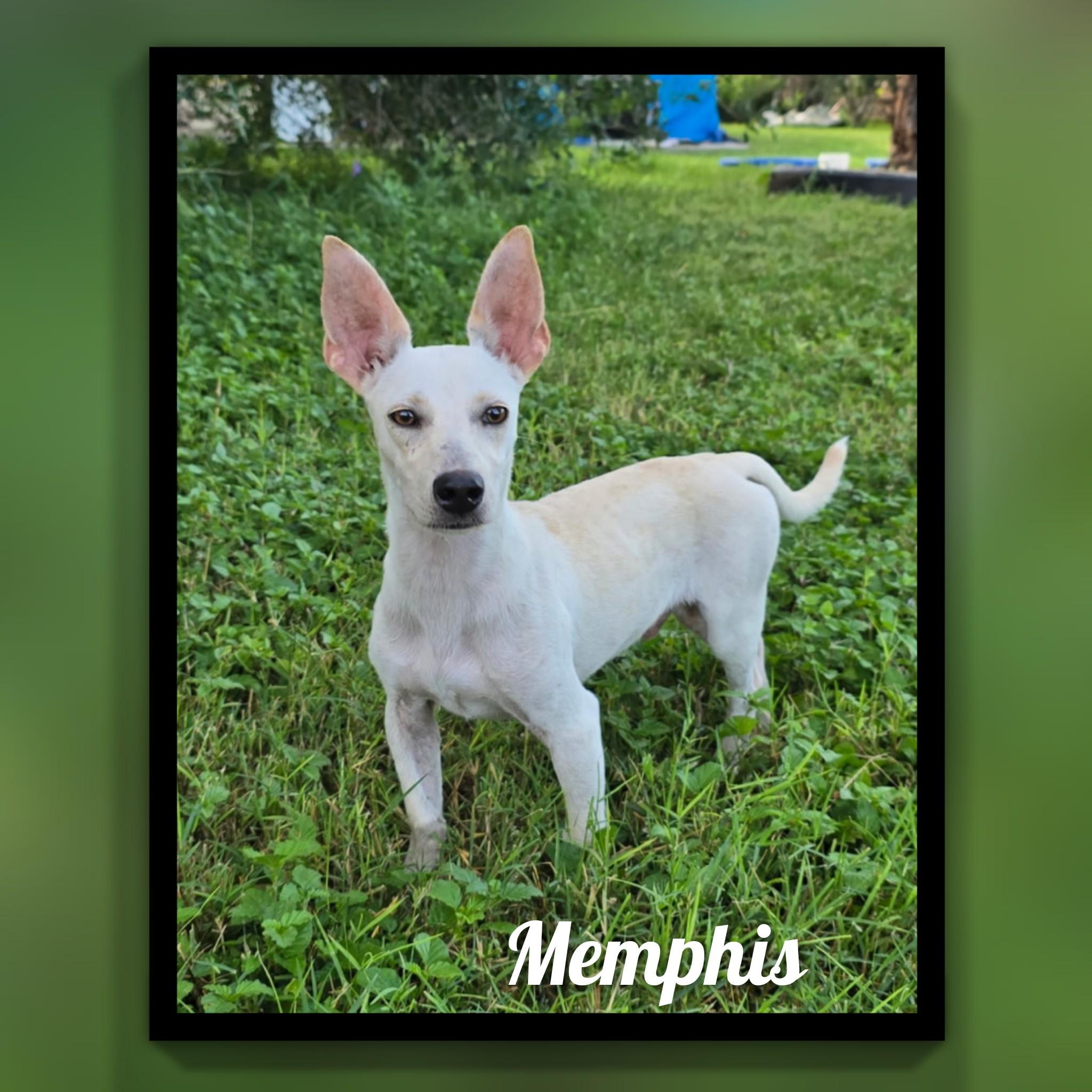 Memphis, an adopted mixed breed in Fredericksburg, VA image 3/5