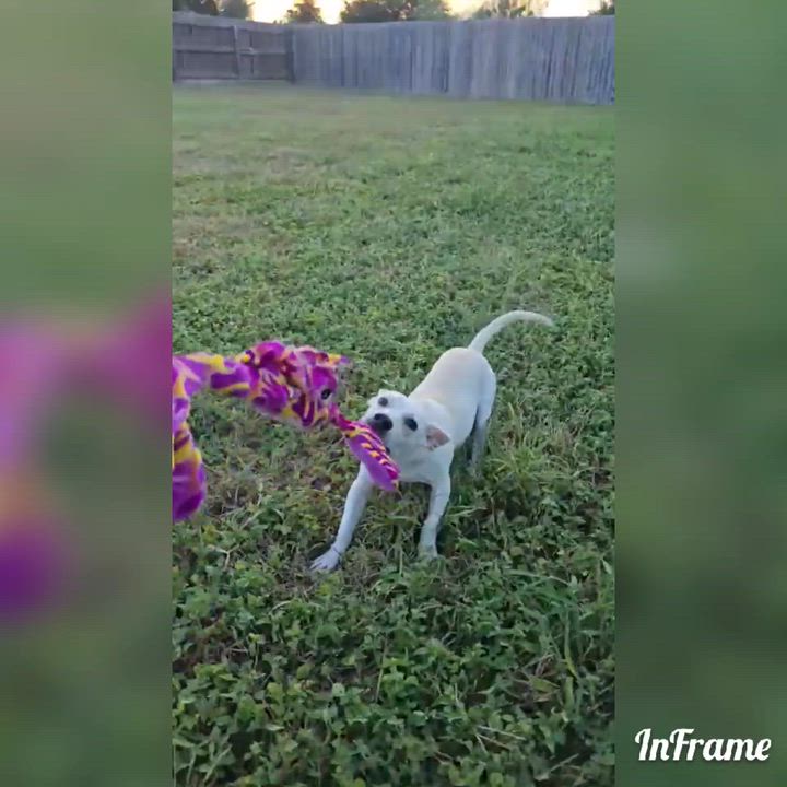 Enlarge Memphis, an adopted mixed breed in Fredericksburg, VA video 4/5