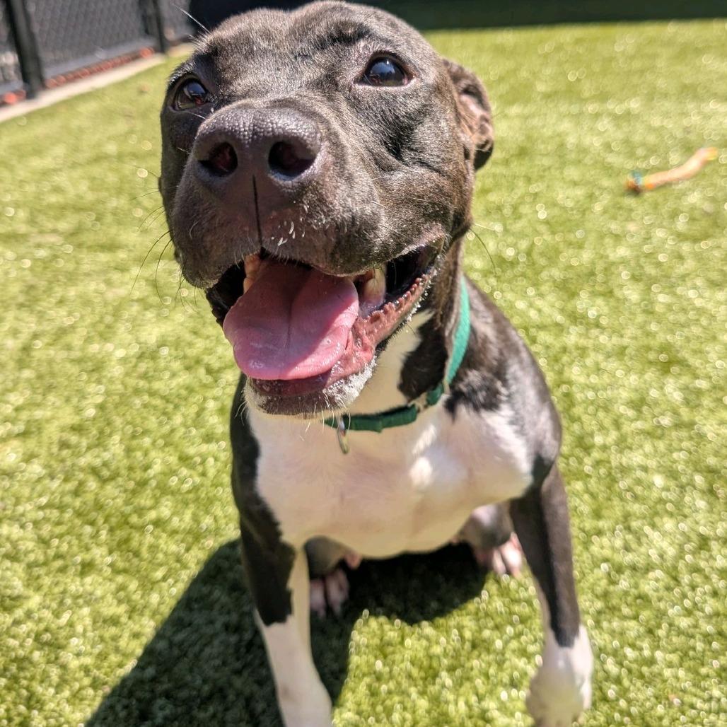 Enlarge Monday, a Adoptable Pit Bull Terrier in Greensboro, NC image 2/6