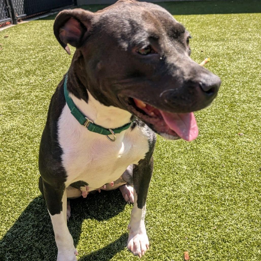 Enlarge Monday, a Adoptable Pit Bull Terrier in Greensboro, NC image 3/6