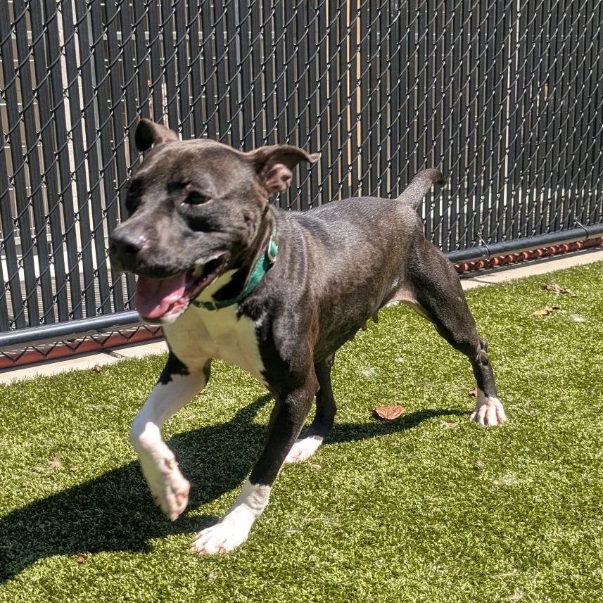 Enlarge Monday, a Adoptable Pit Bull Terrier in Greensboro, NC image 4/6