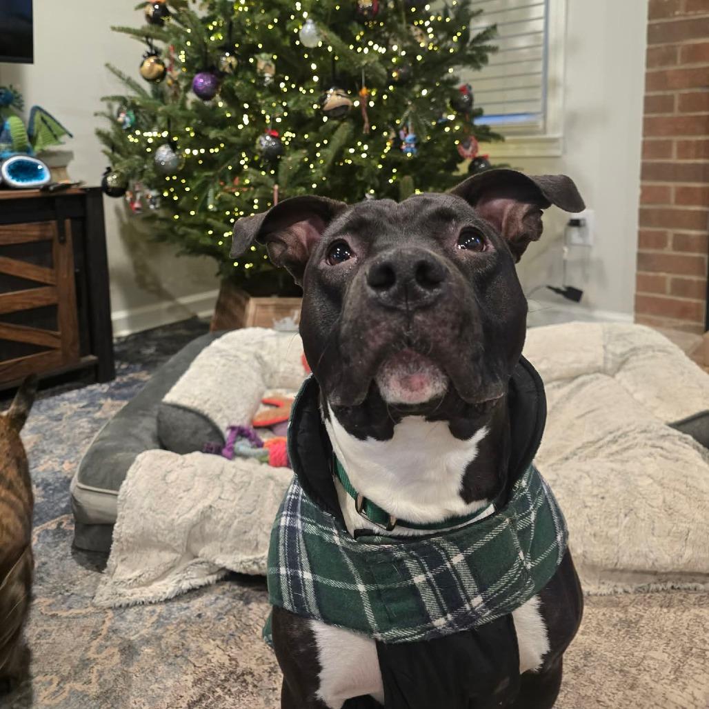 Enlarge Monday, a Adoptable Pit Bull Terrier in Greensboro, NC image 5/6