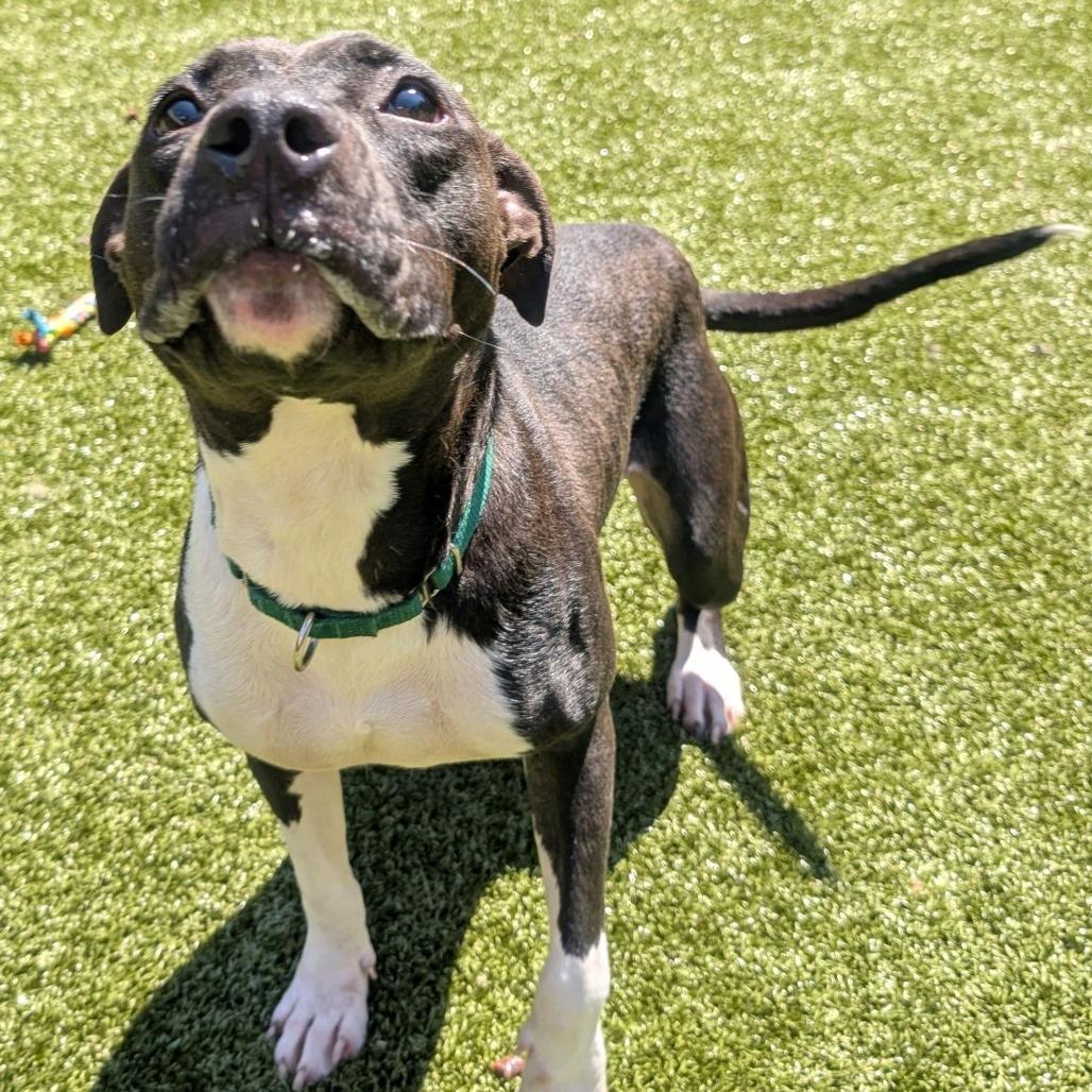 Enlarge Monday, a Adoptable Pit Bull Terrier in Greensboro, NC image 6/6