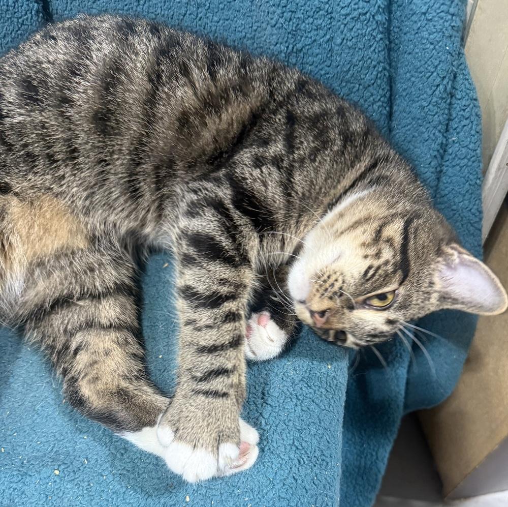 Tobi, Adoptable, Young Male Domestic Short Hair.