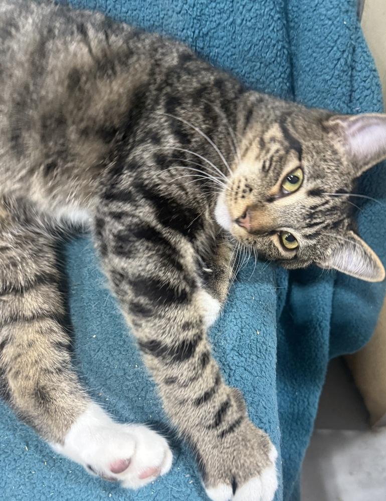 Enlarge Tobi, a Adoptable mixed breed in Jackson, GA image 2/6